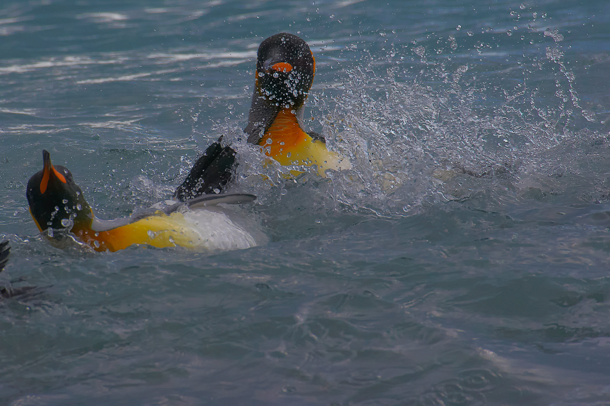 Königspinguine beim Baden