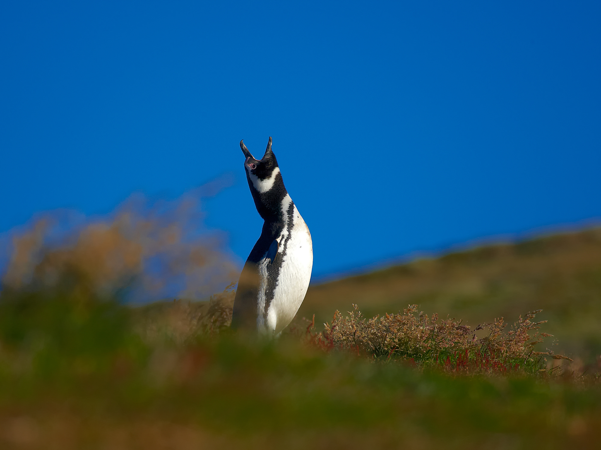 Magellanpinguin