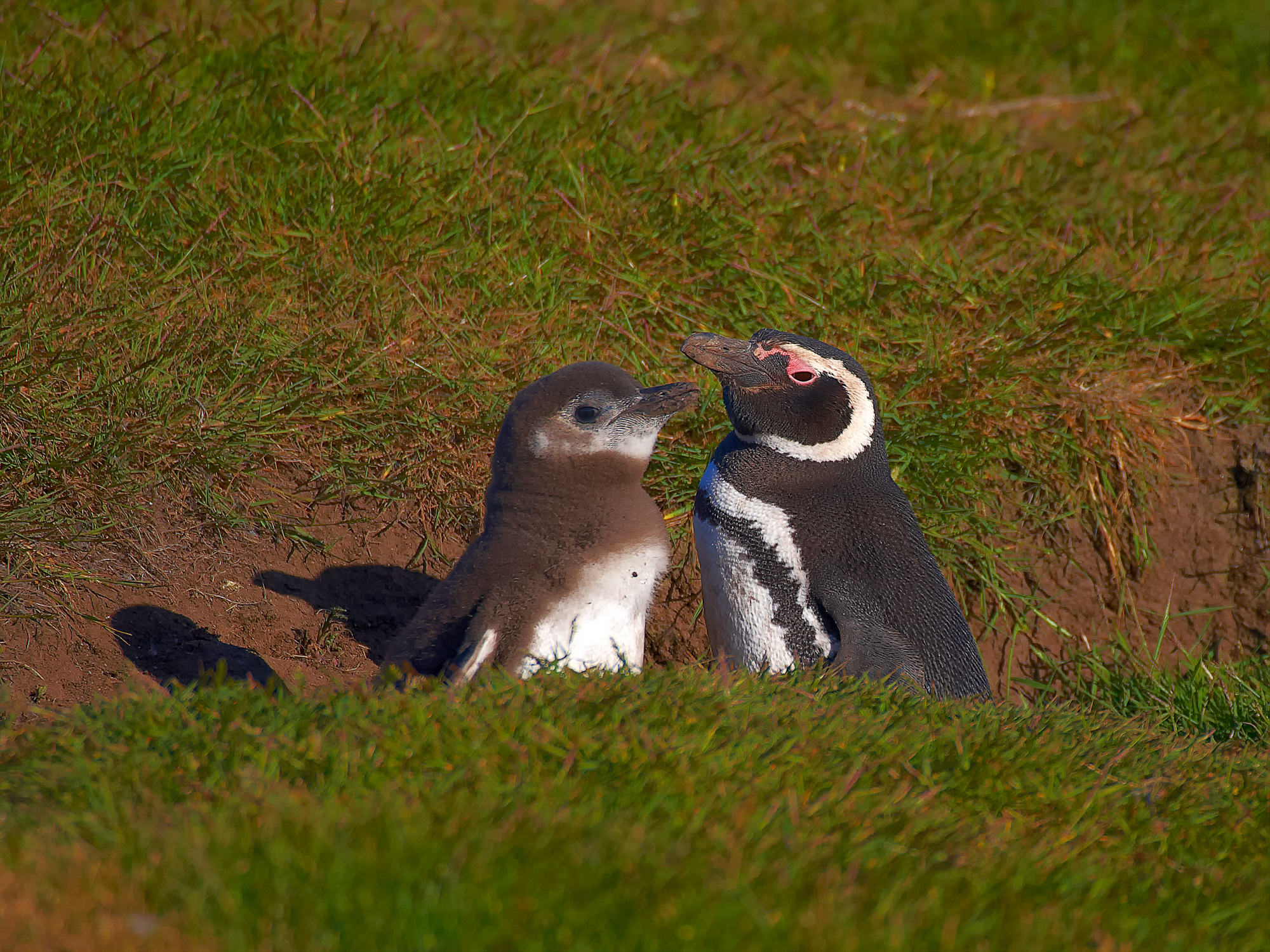 Magellanpinguine im Erdnest