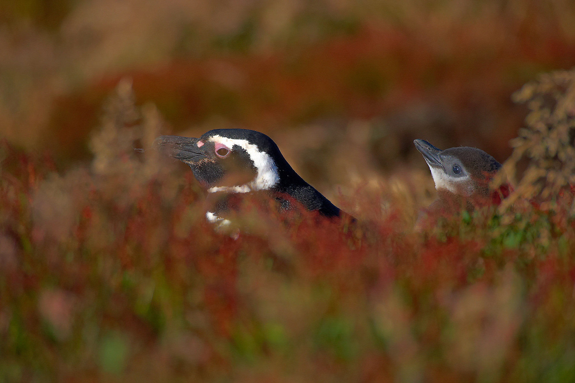Magellanpinguin im Erdnest