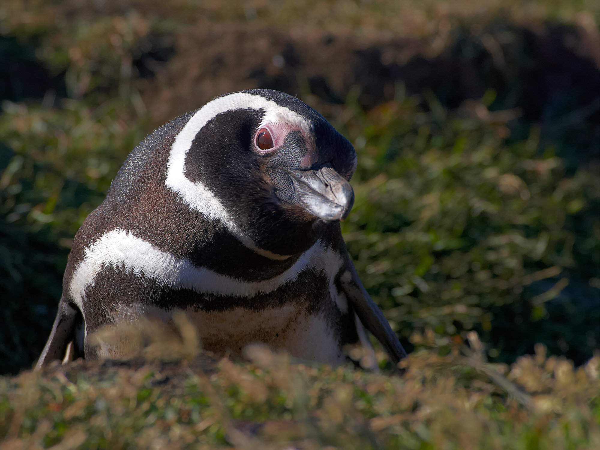 Magellanpinguin