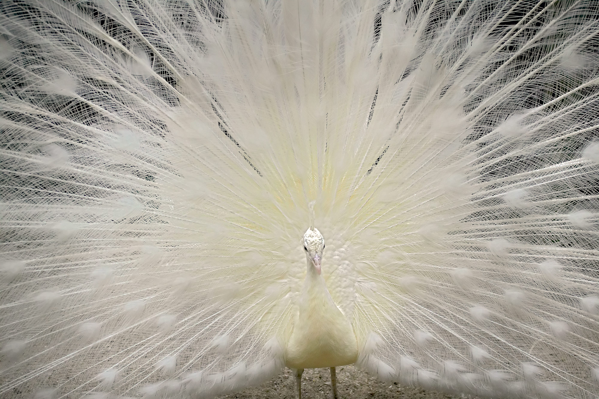 weißer Pfau