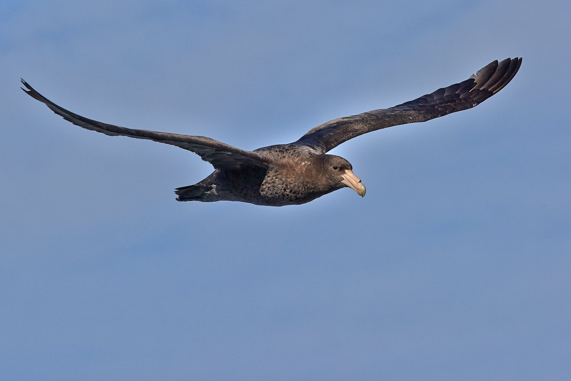 Riesensturmvogel