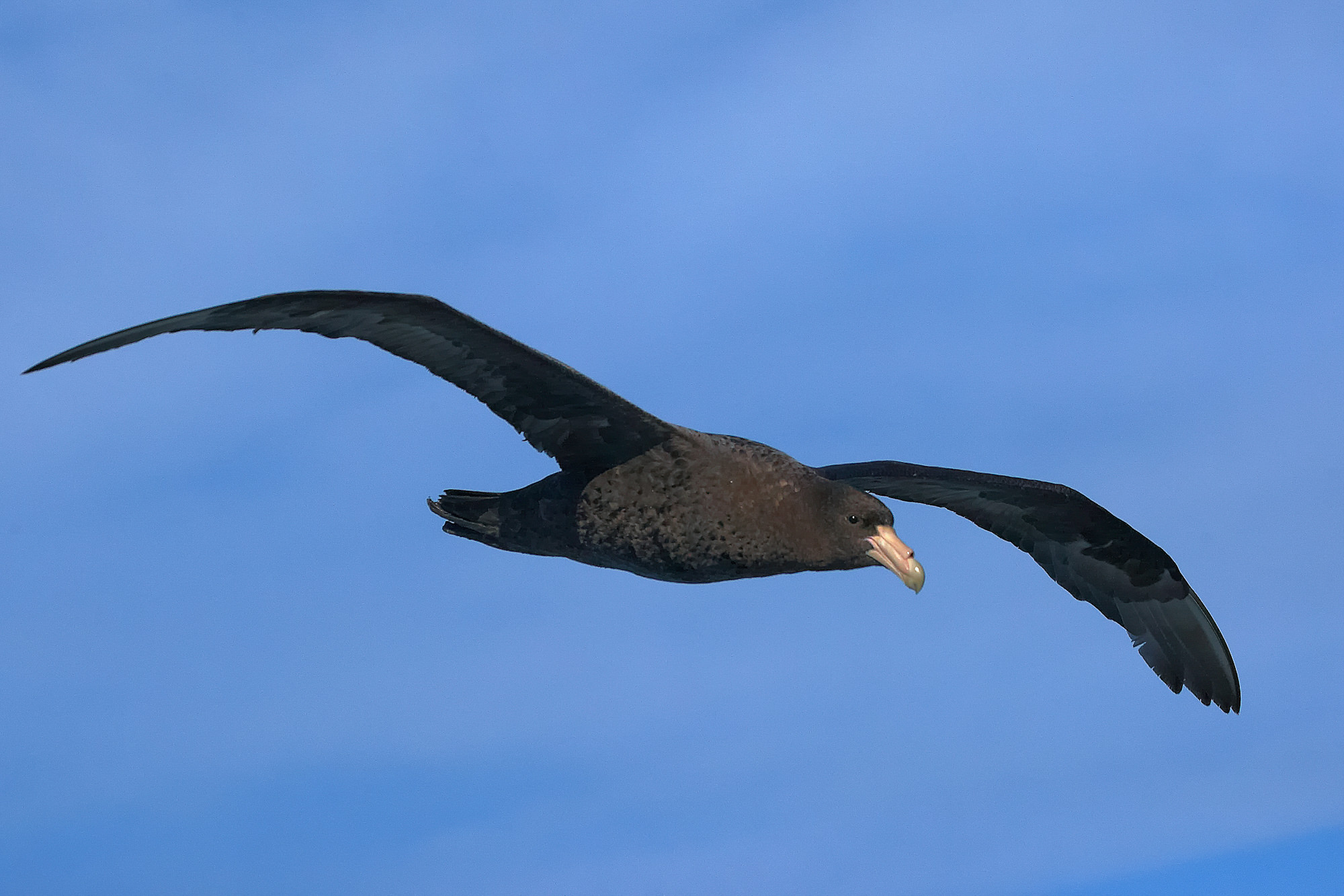 Riesensturmvogel
