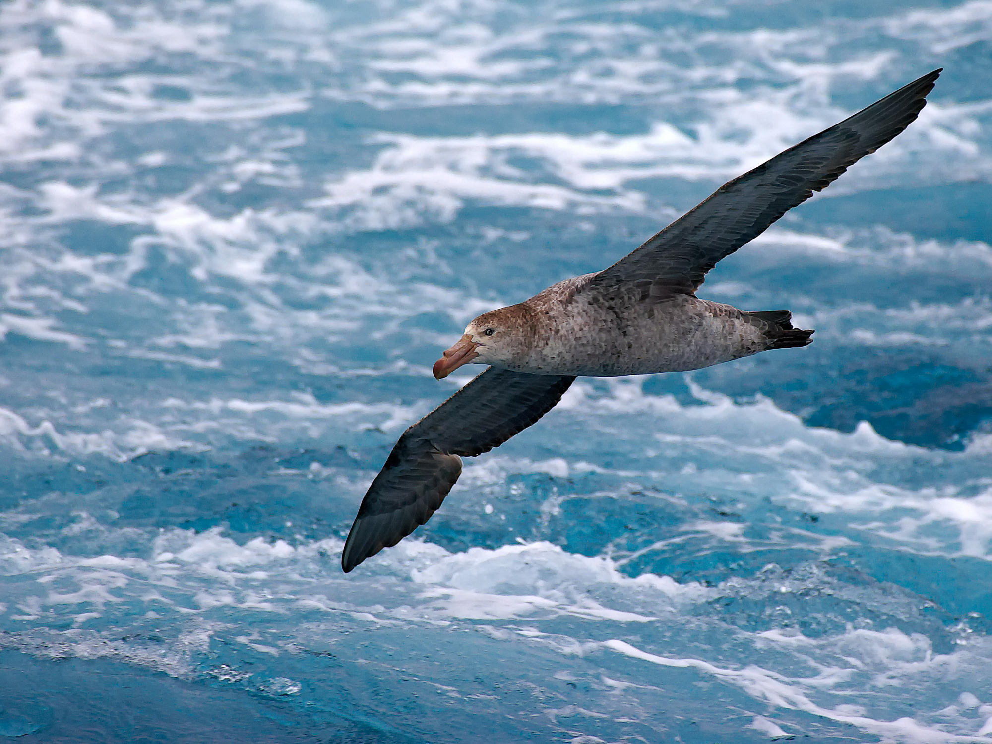 Riesensturmvogel