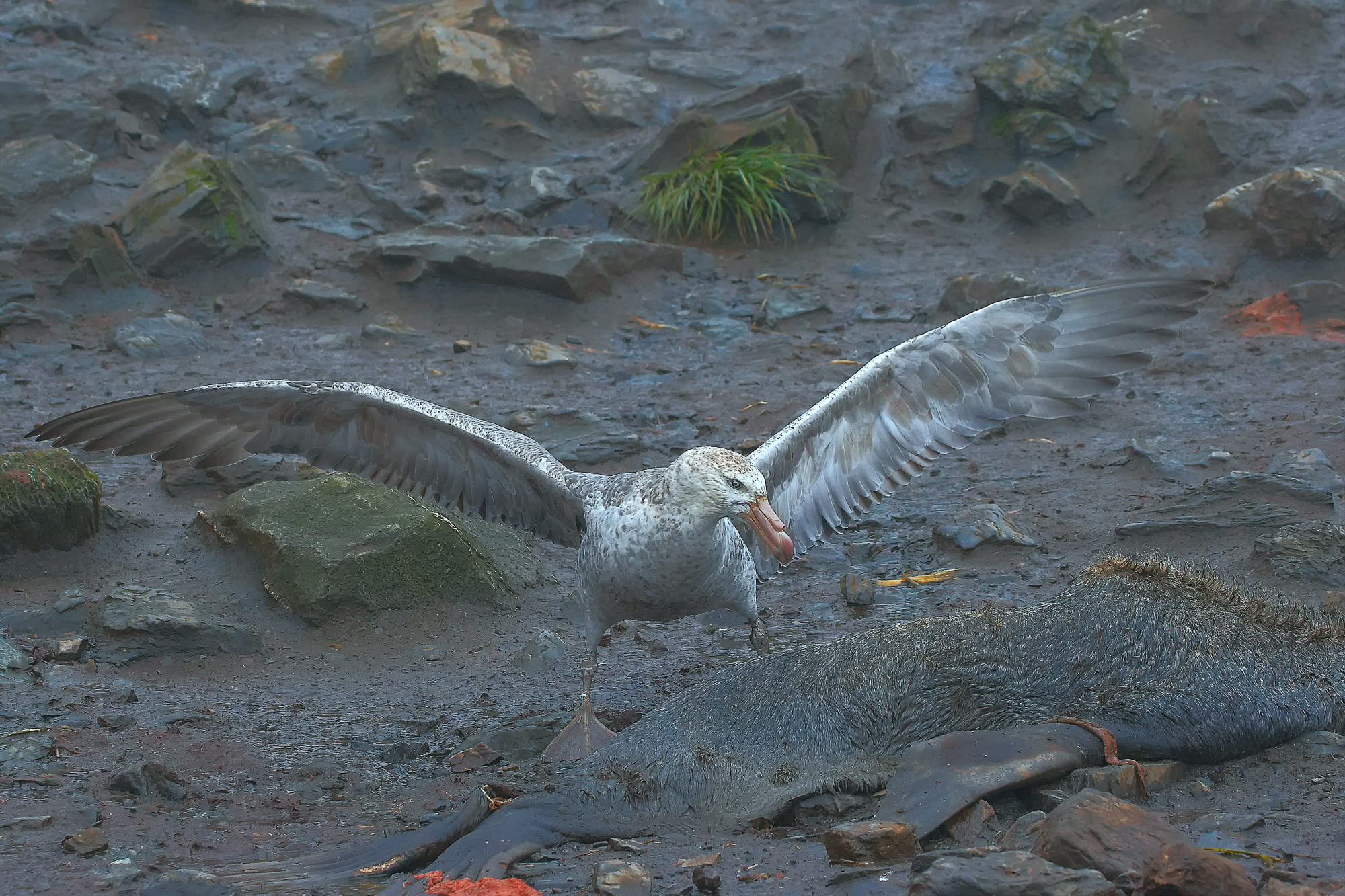 Riesensturmvogel