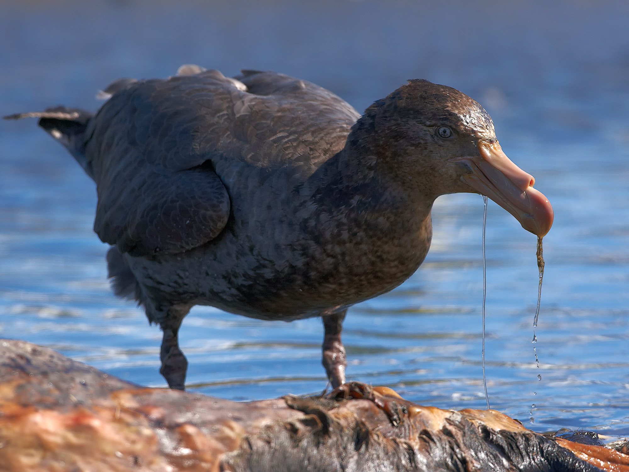Riesensturmvogel