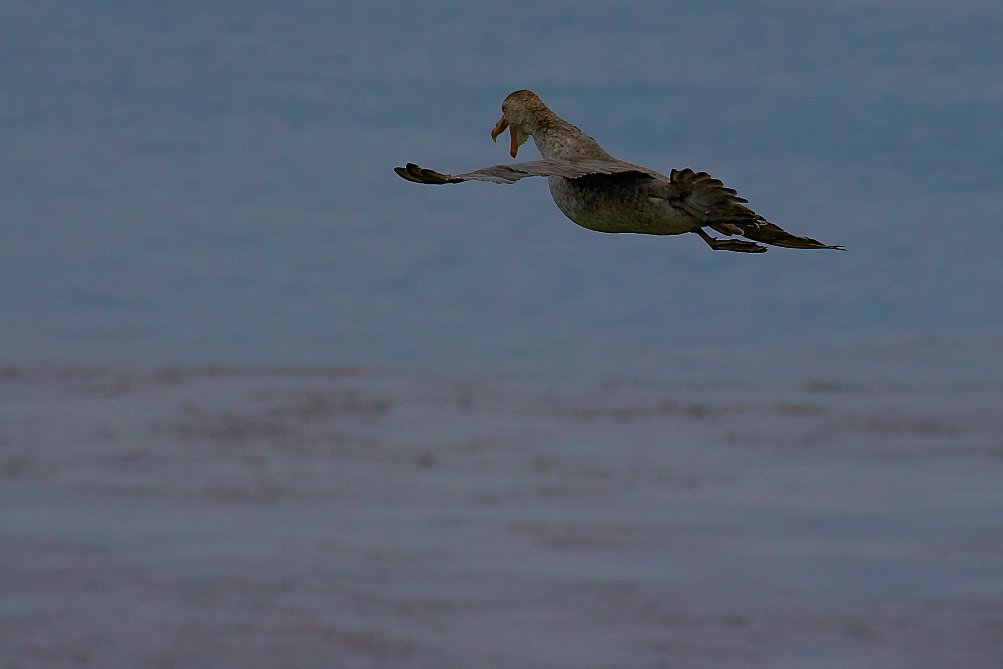 Riesensturmvogel