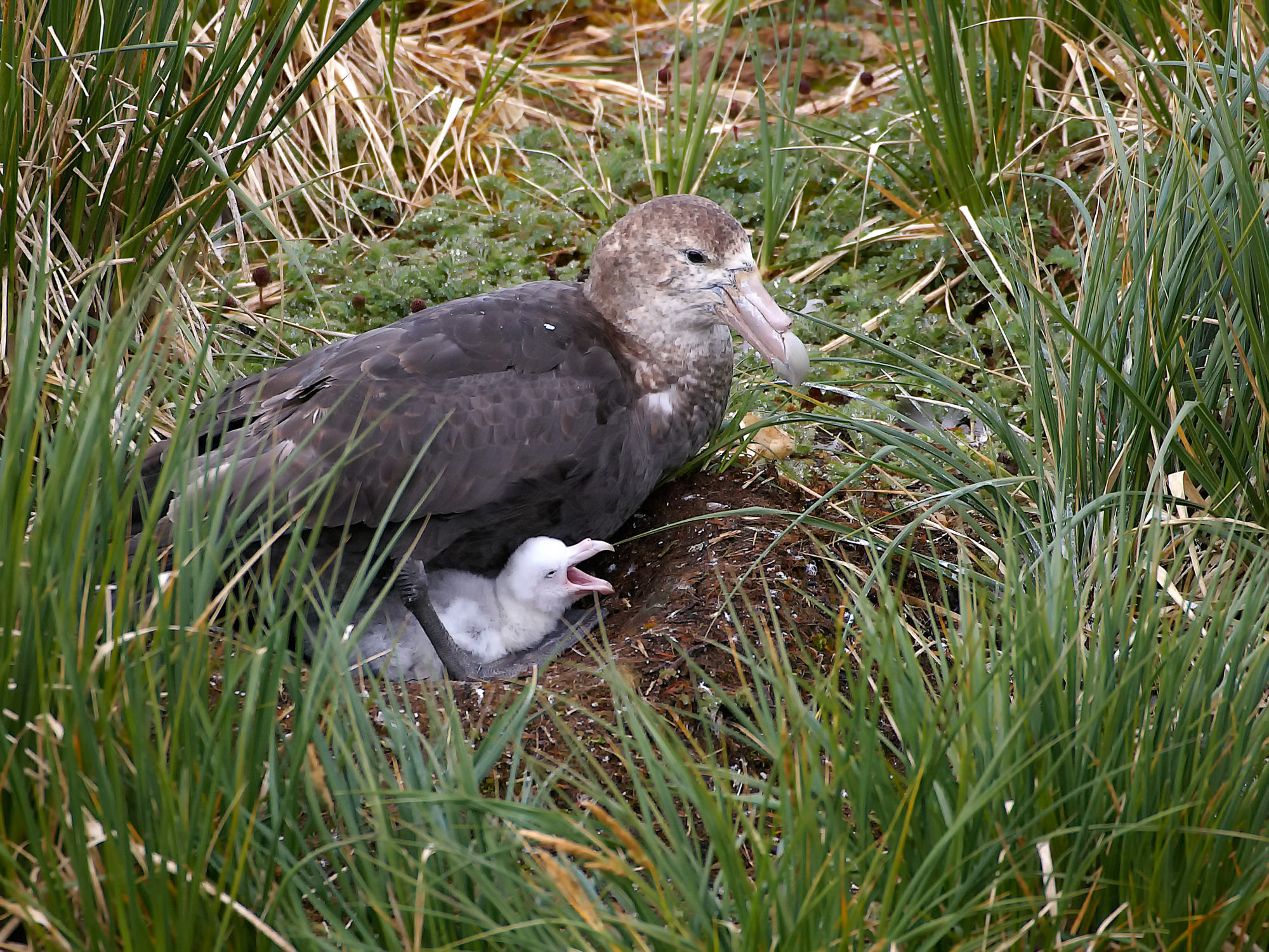 Riesensturmvogel Küken