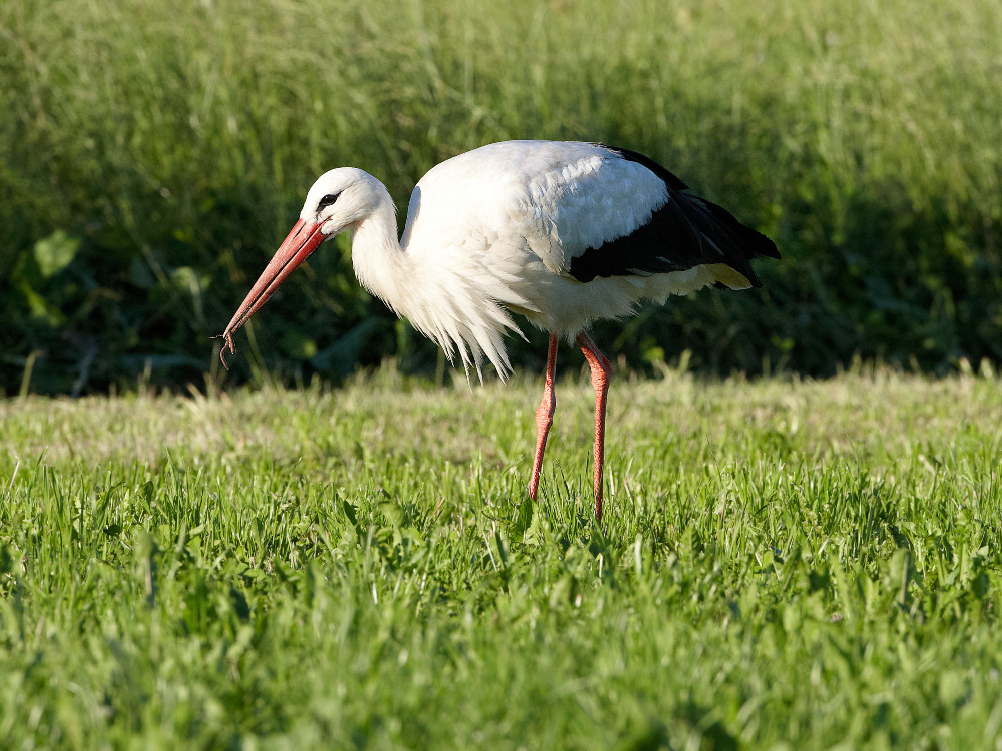 Weißstorch