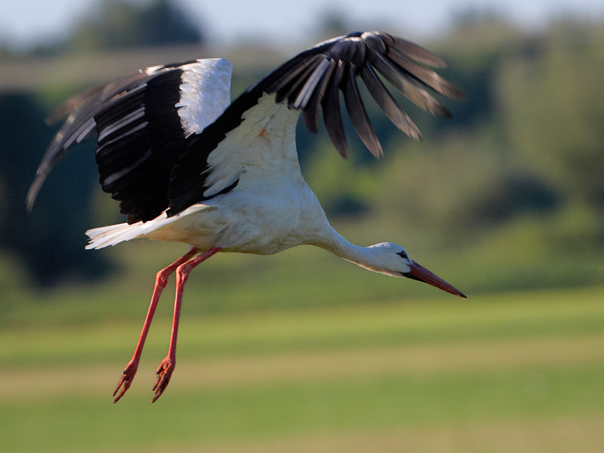 Weißstorch