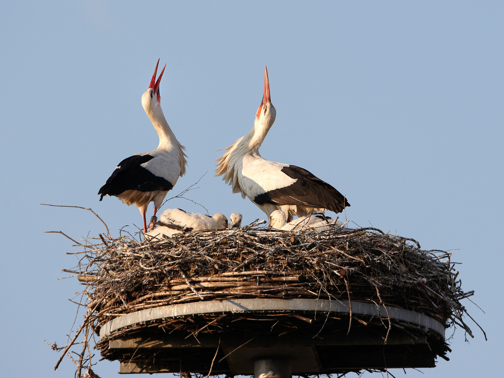 Weißstörche im Nest