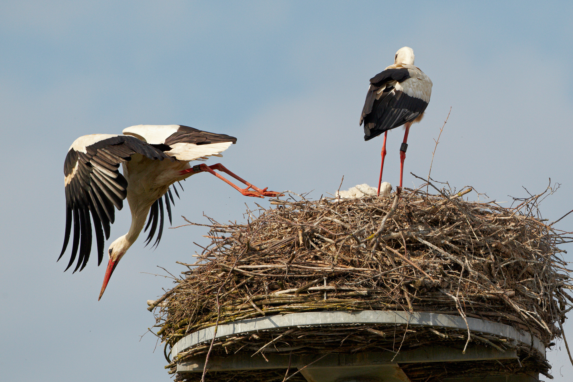 Weißstörche im Nest