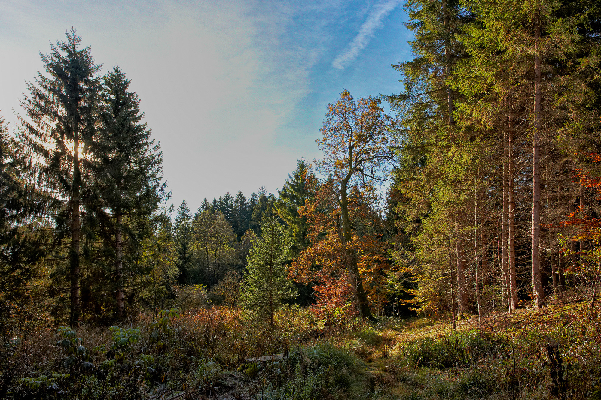 Buchen im Herbst