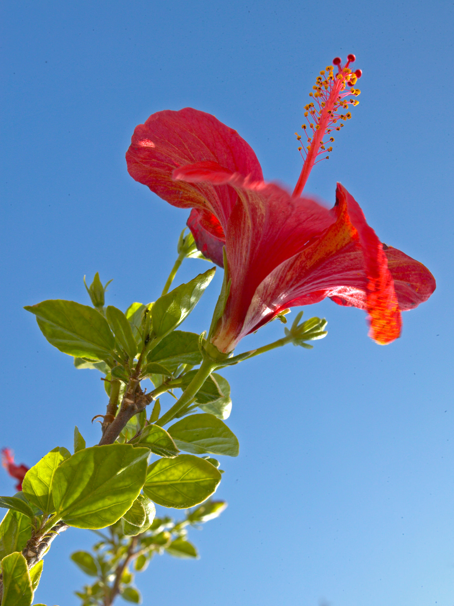 Hibiskus oder Eibisch