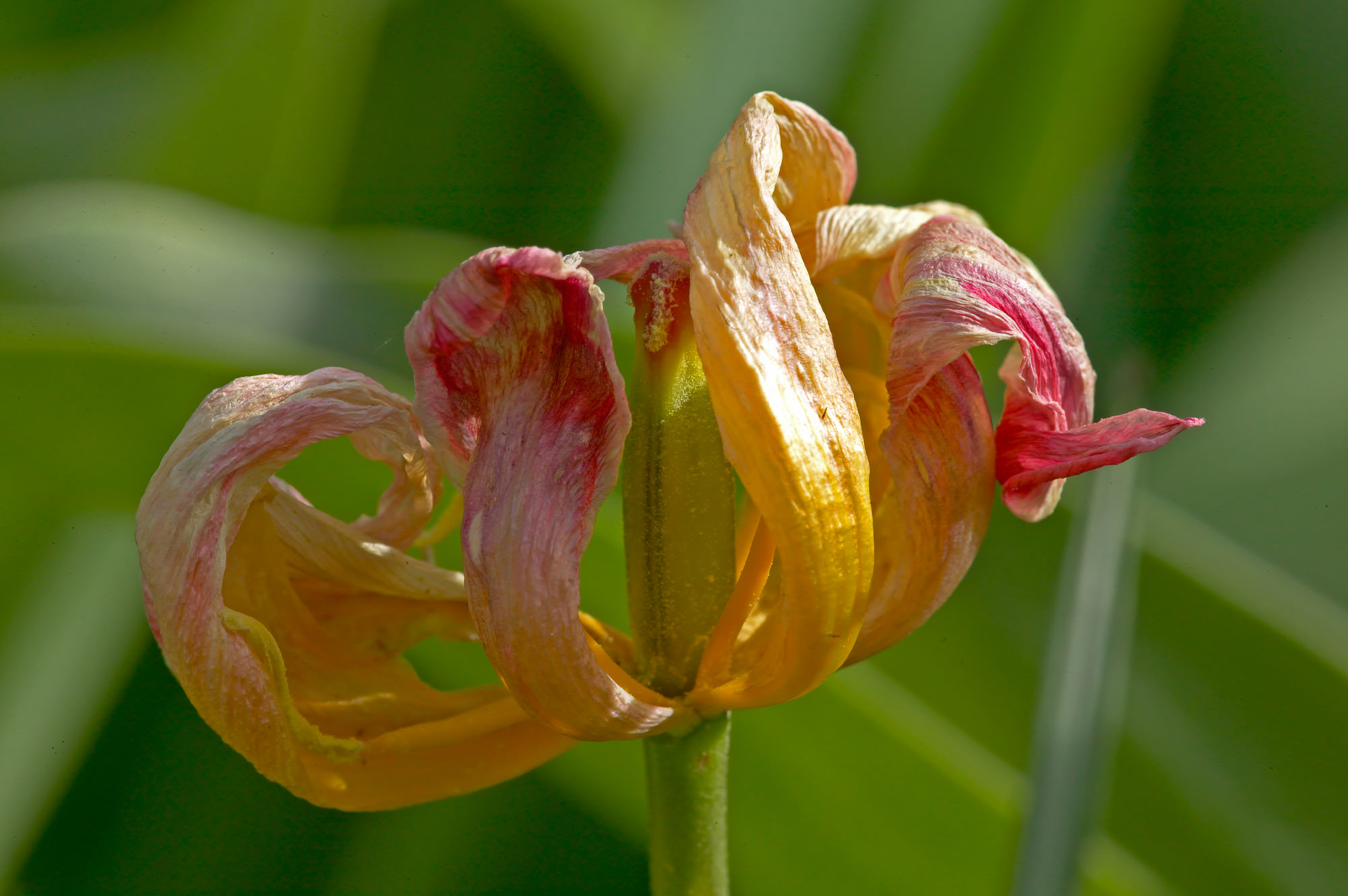 Tulpe, vergangene Schönheit