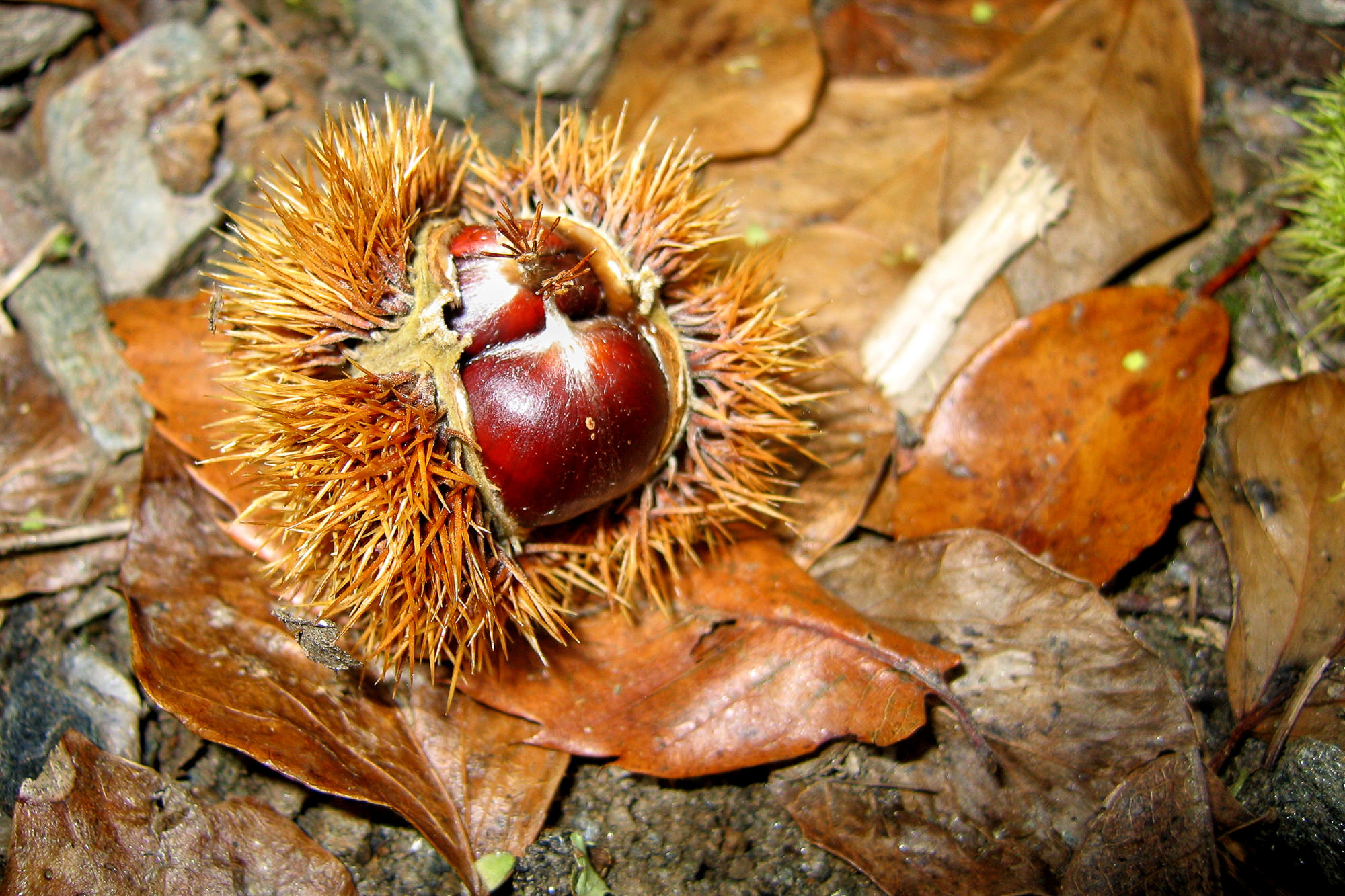 Tag 8: Von Decazeville nach Figeac, Esskastanien