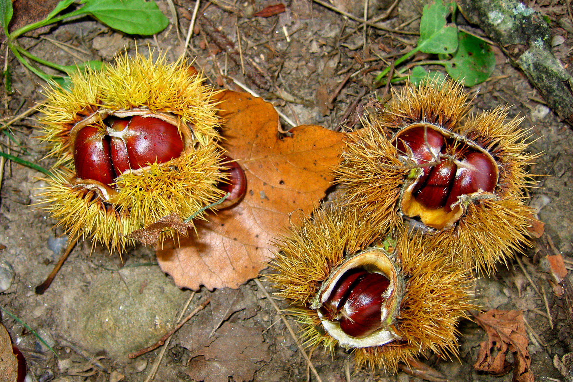 Tag 8: Von Decazeville nach Figeac, Esskastanien