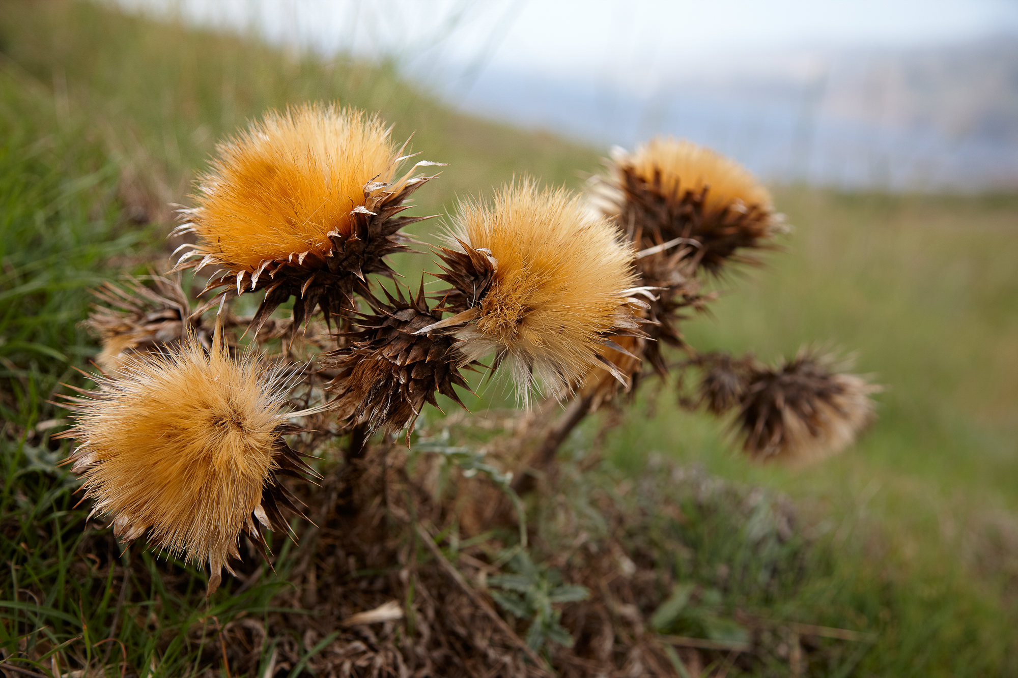 Distelblüten auf Madeira