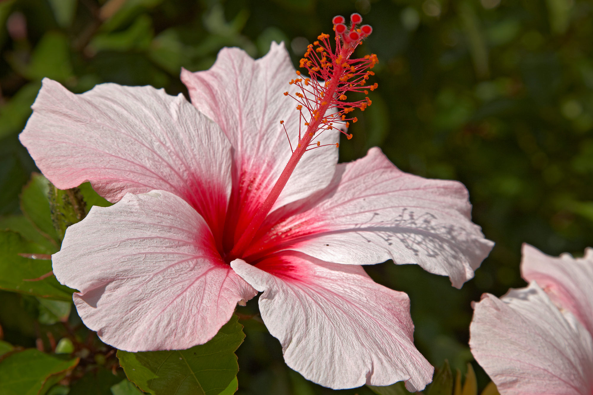 Hibiscus Blüte