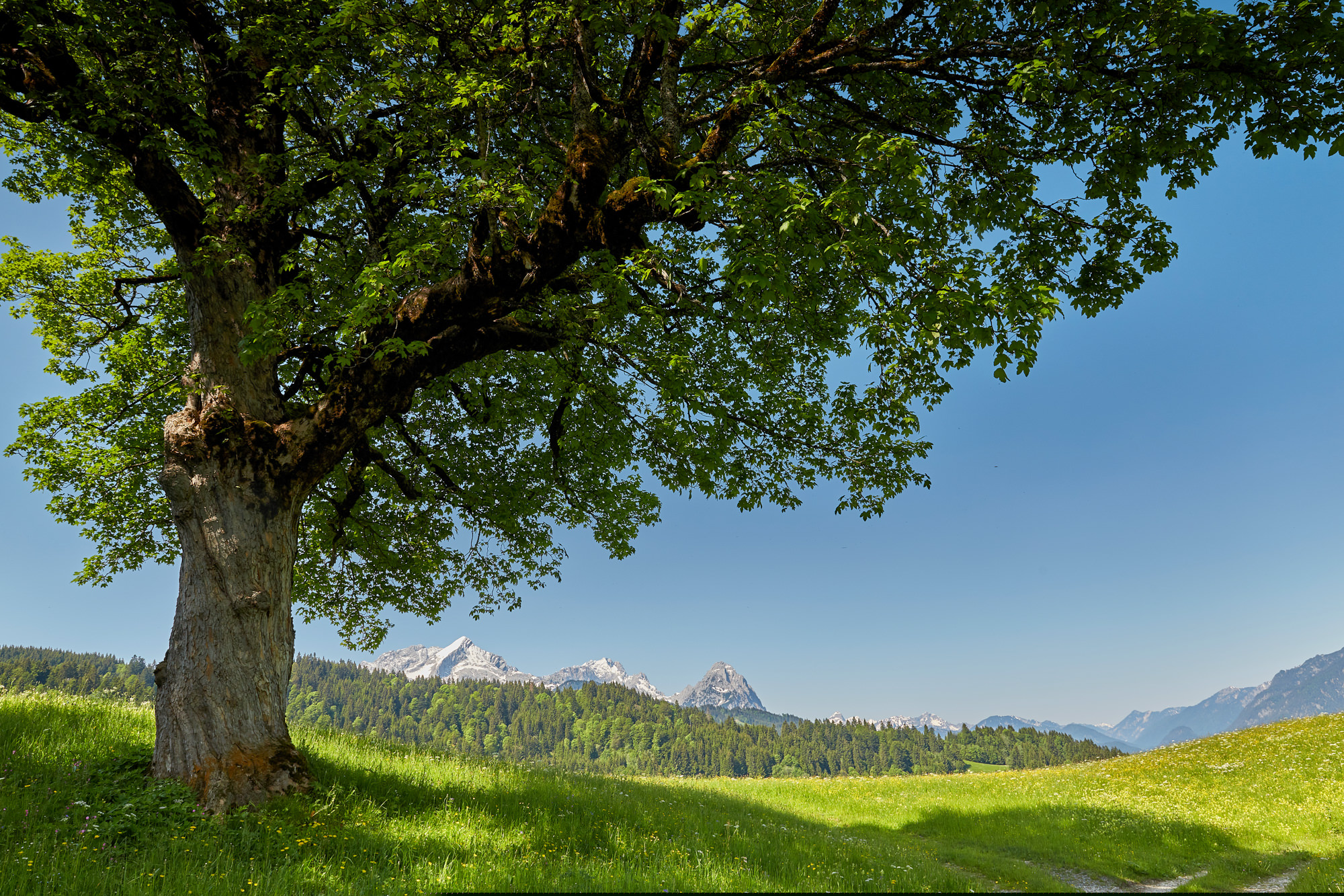 Bergahorn bei Wamberg, Garmisch-Partenkirchen