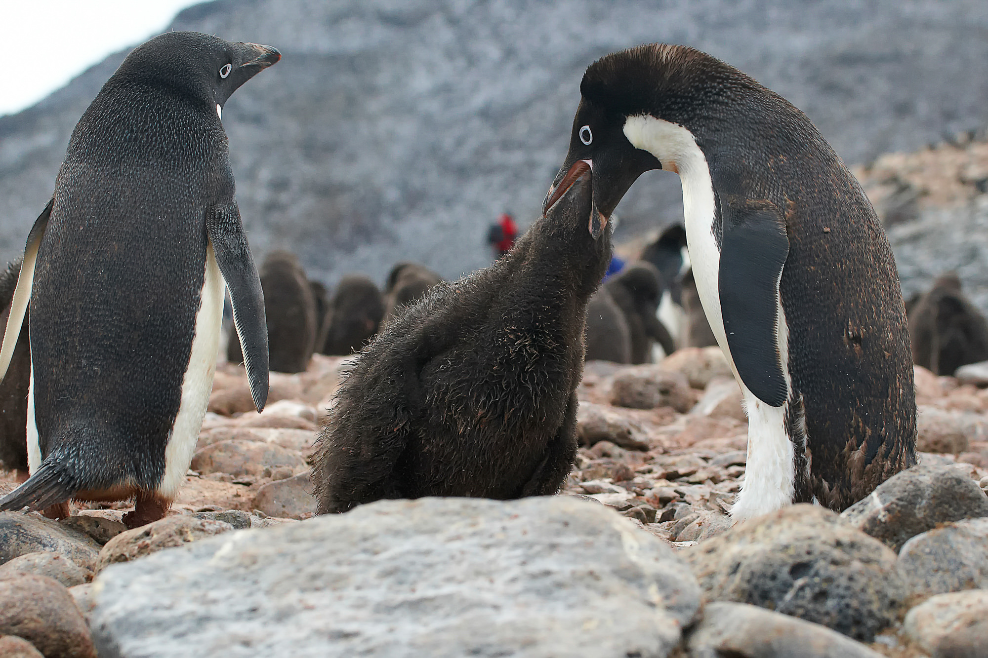 adelie penguin