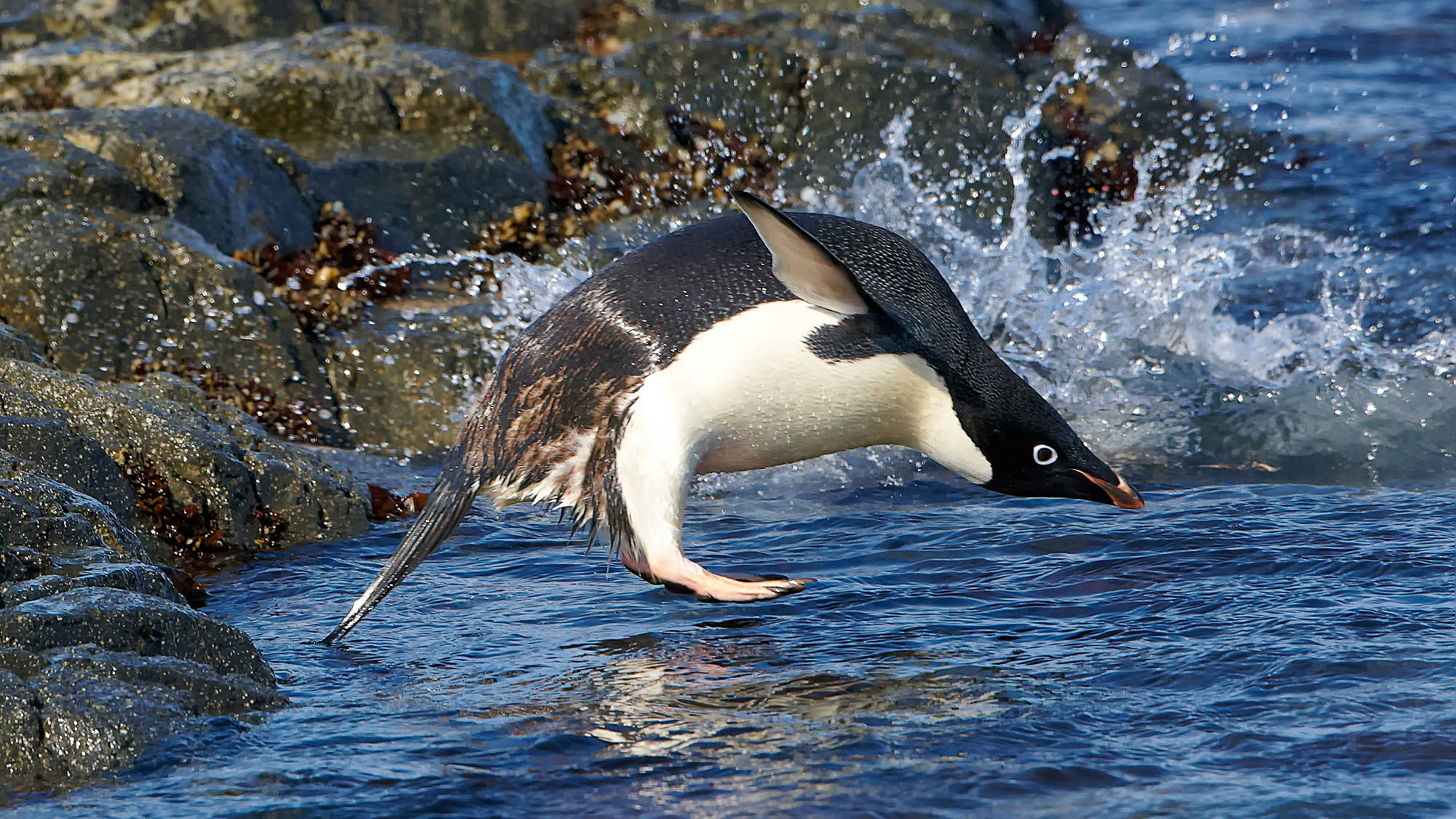 swimming fun with the adelie penguins