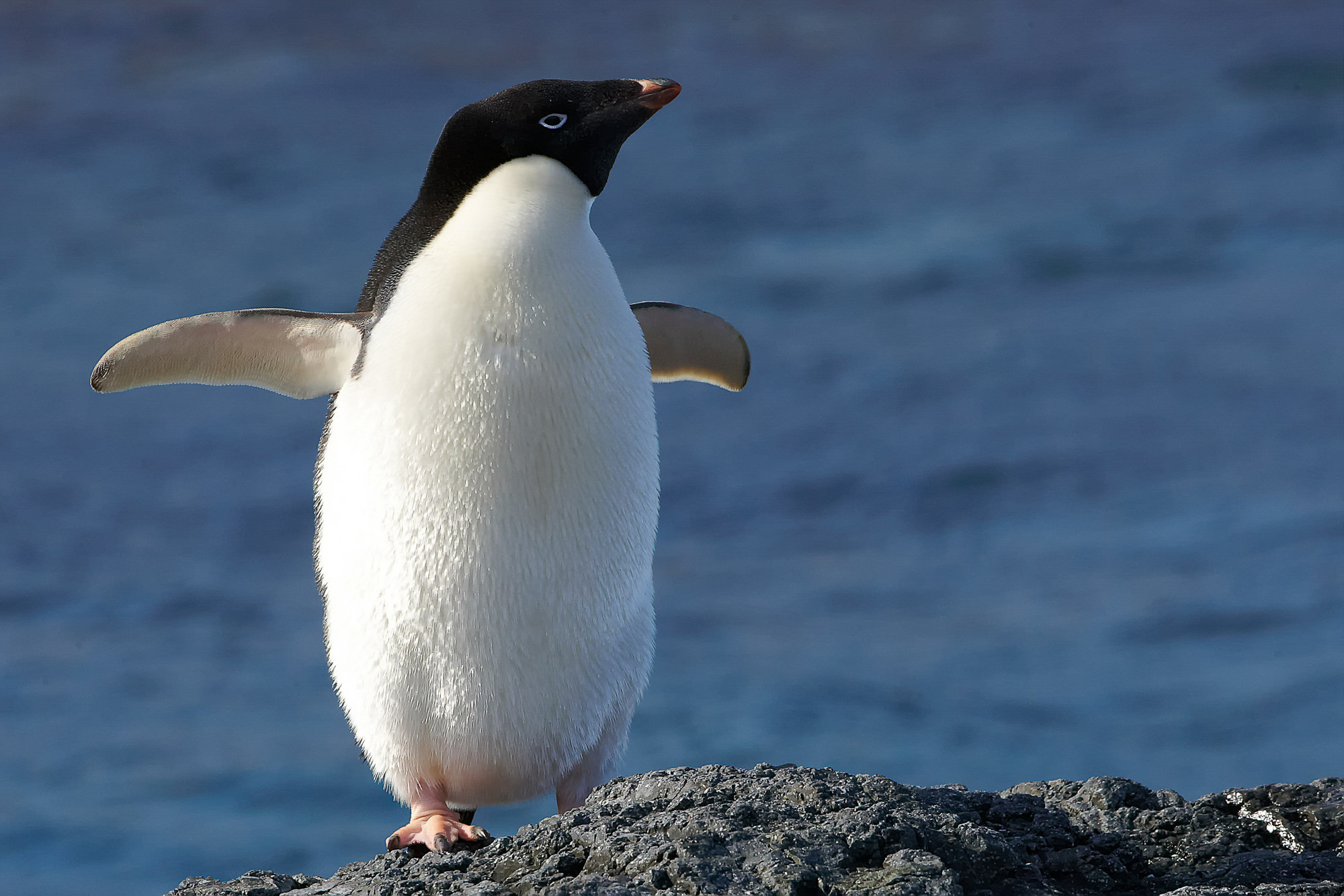 adelie penguin