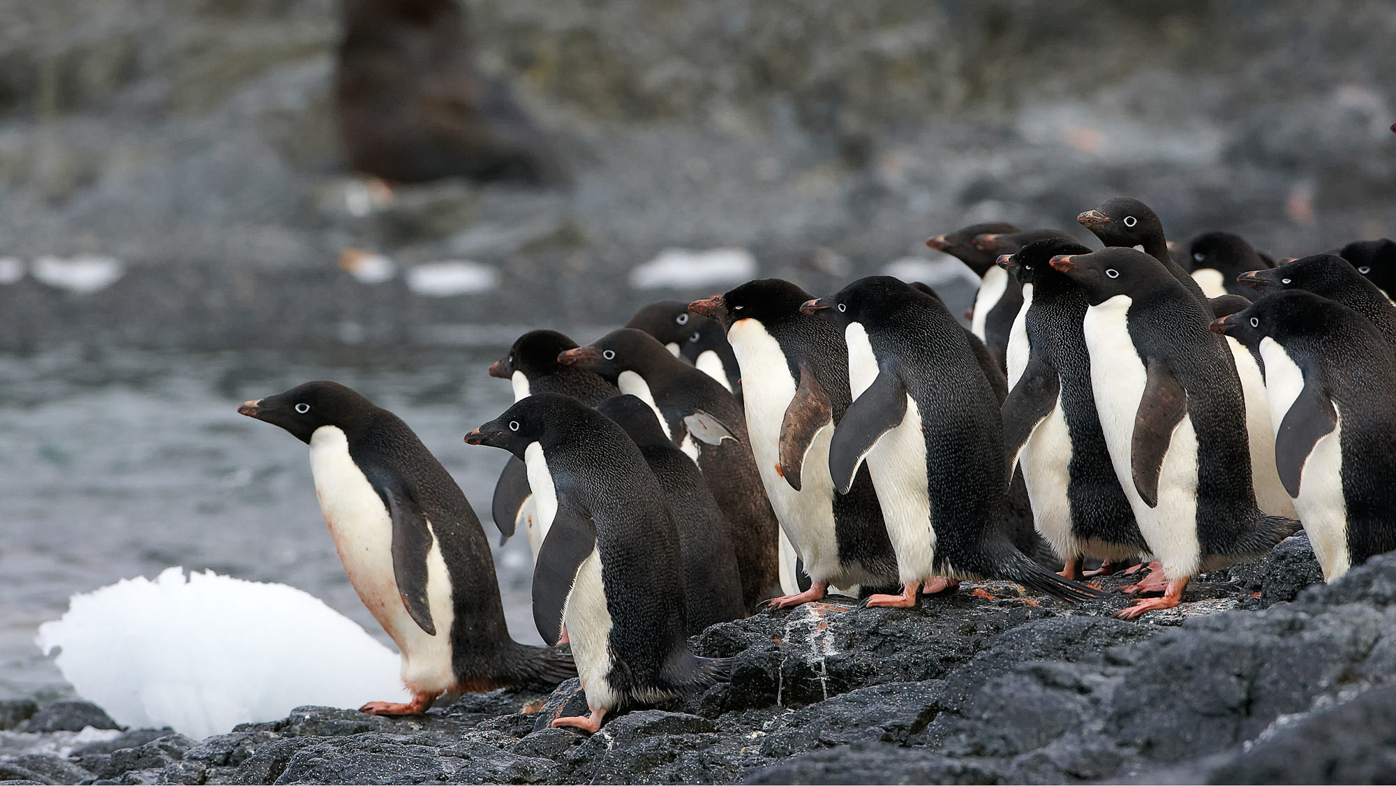 swimming fun with the adelie penguins