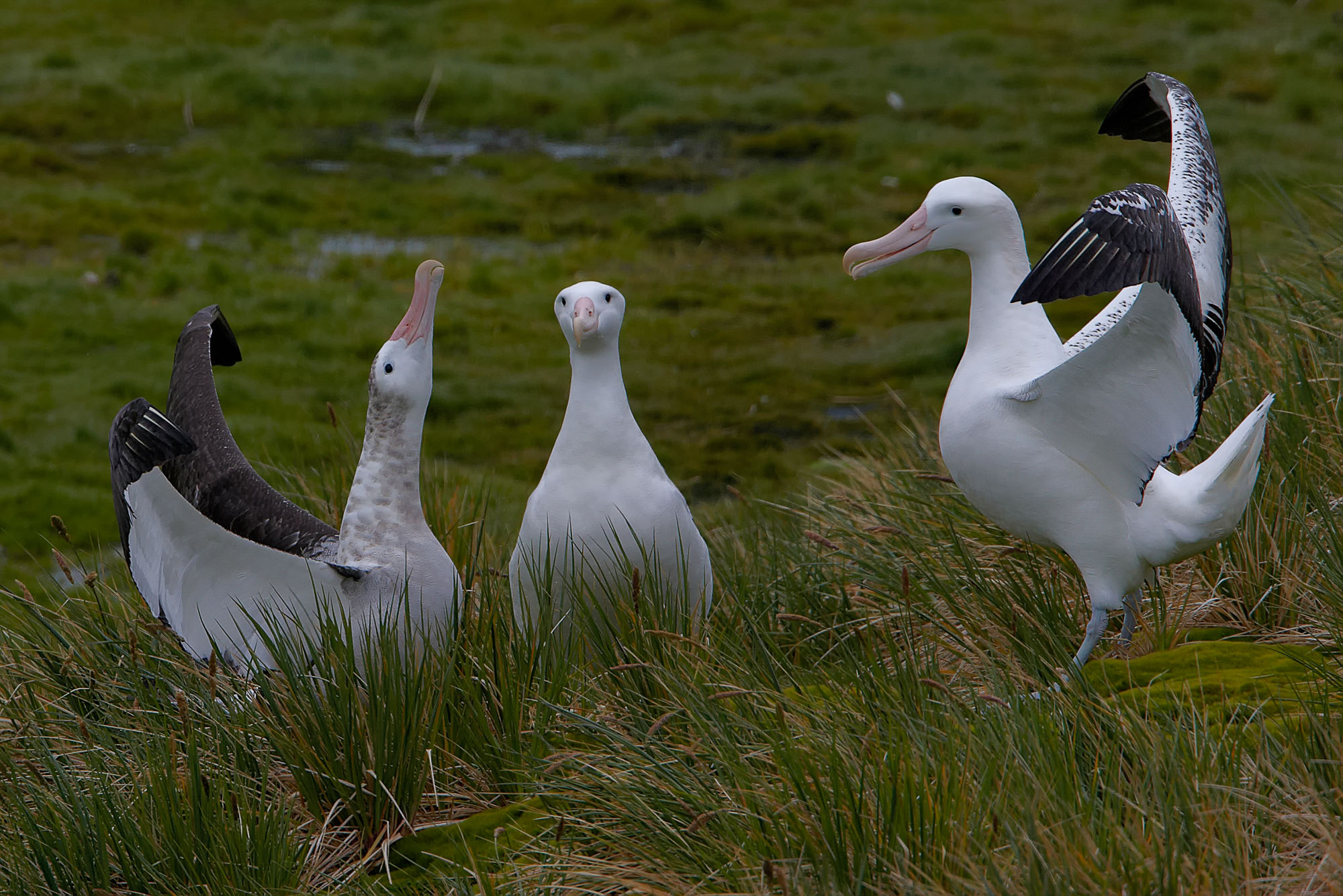 courting wandering albatross, Prion Island, South Georgia
