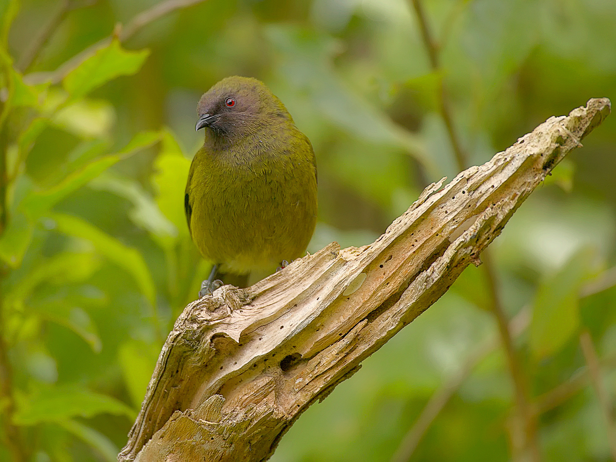 bellbird, New Zealand