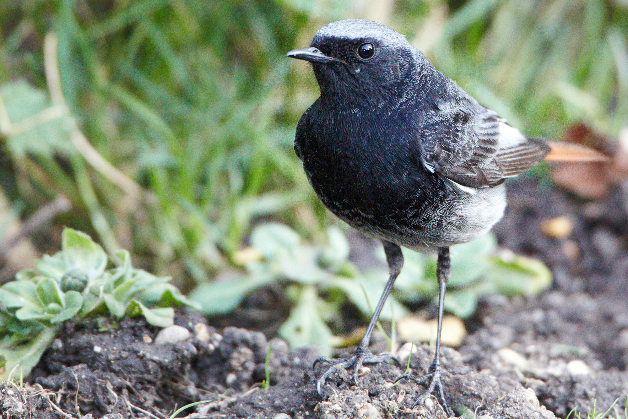 black redstart (male)
