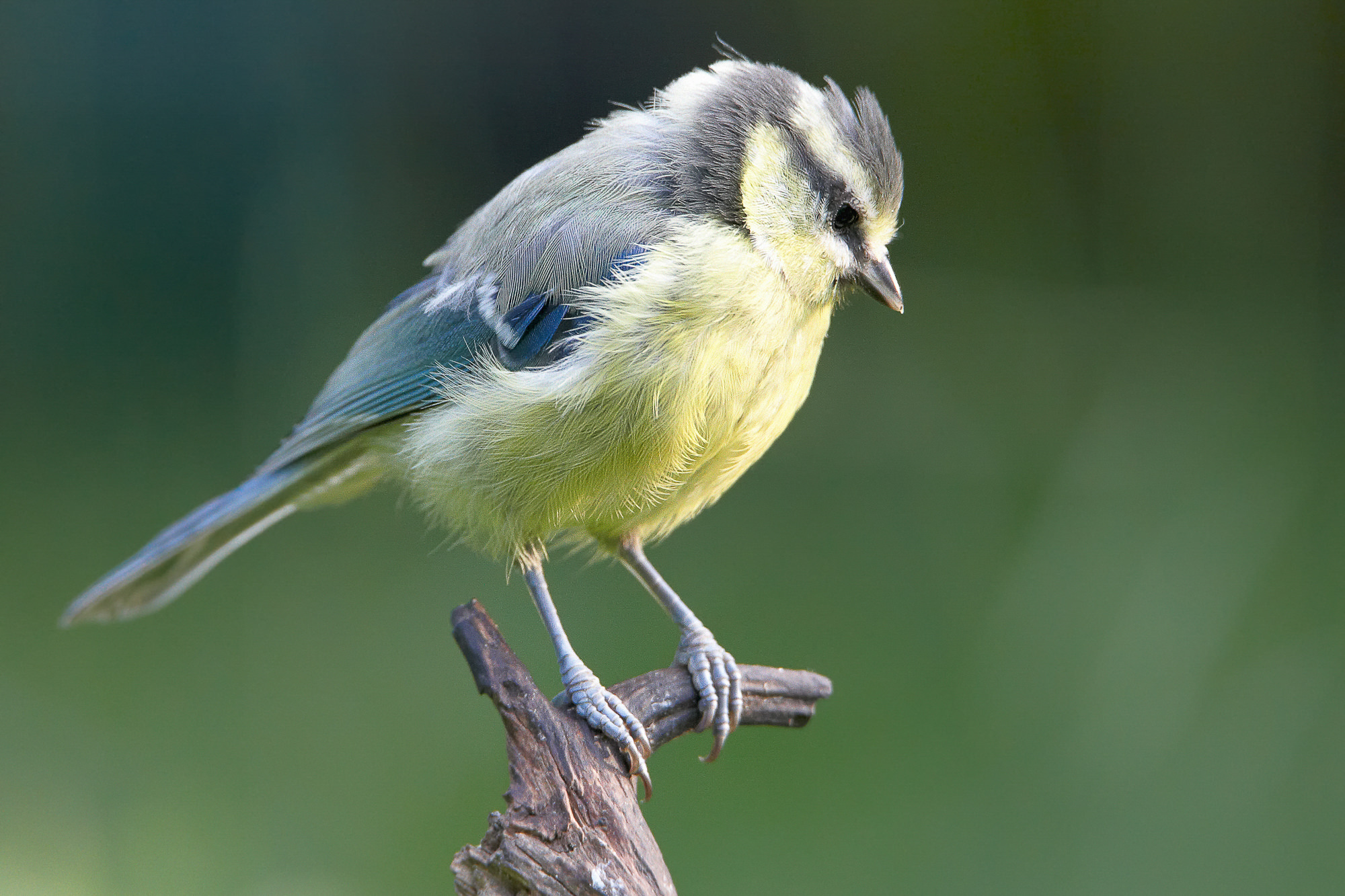 bluetit
