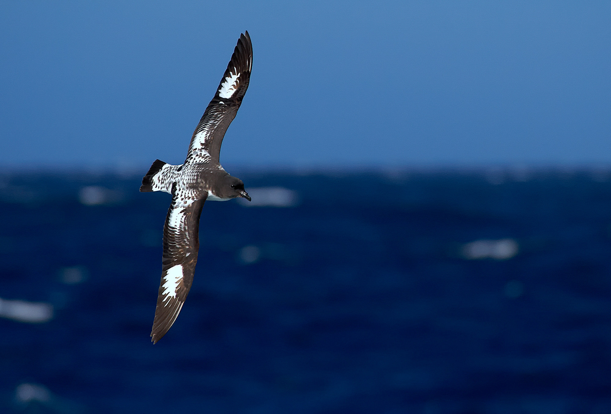 Cape petrel