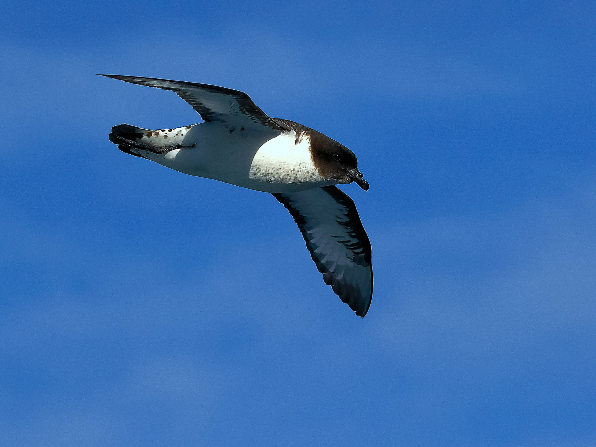 cape petrel