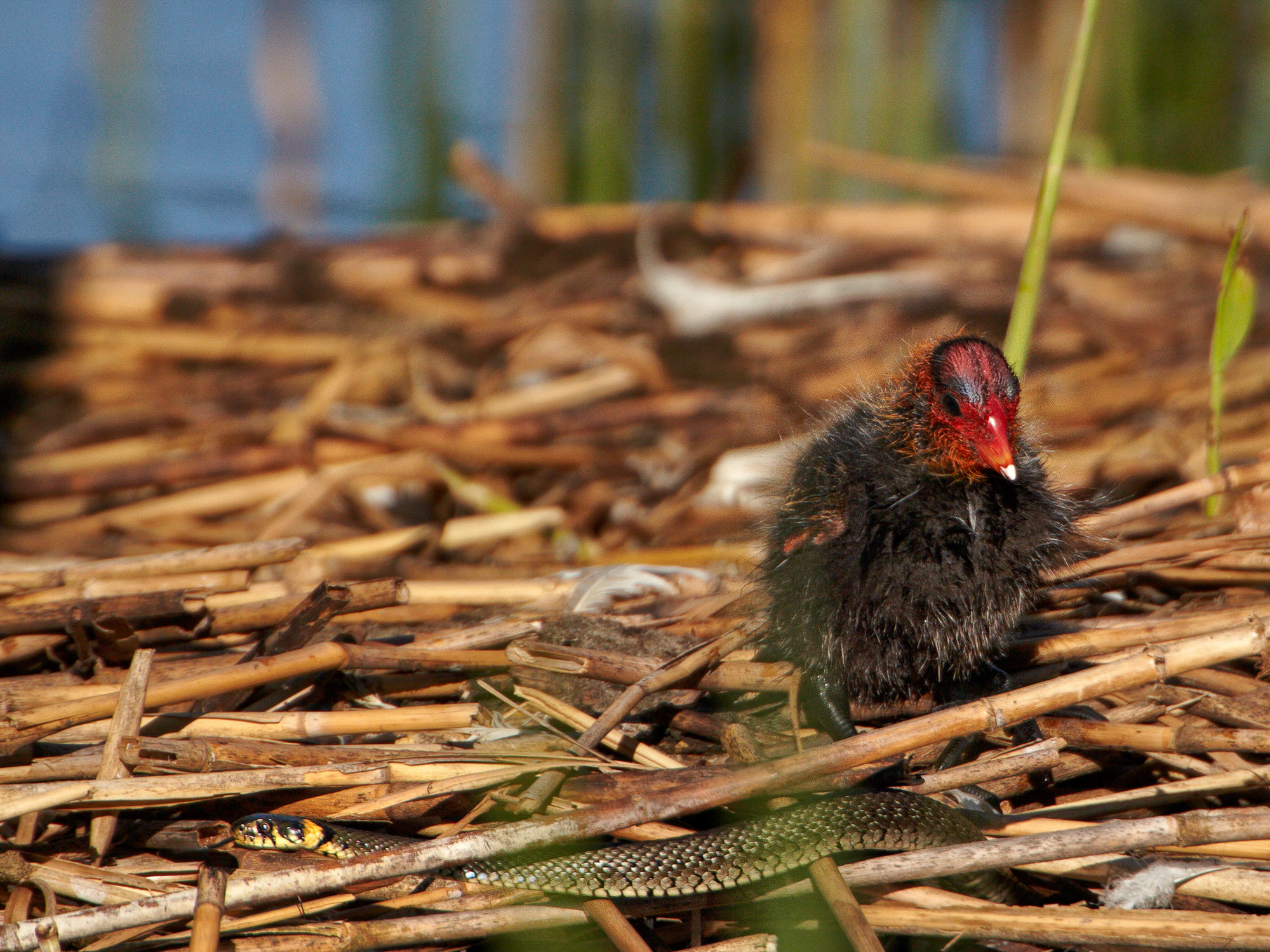 coot chick with grass snake in the nest