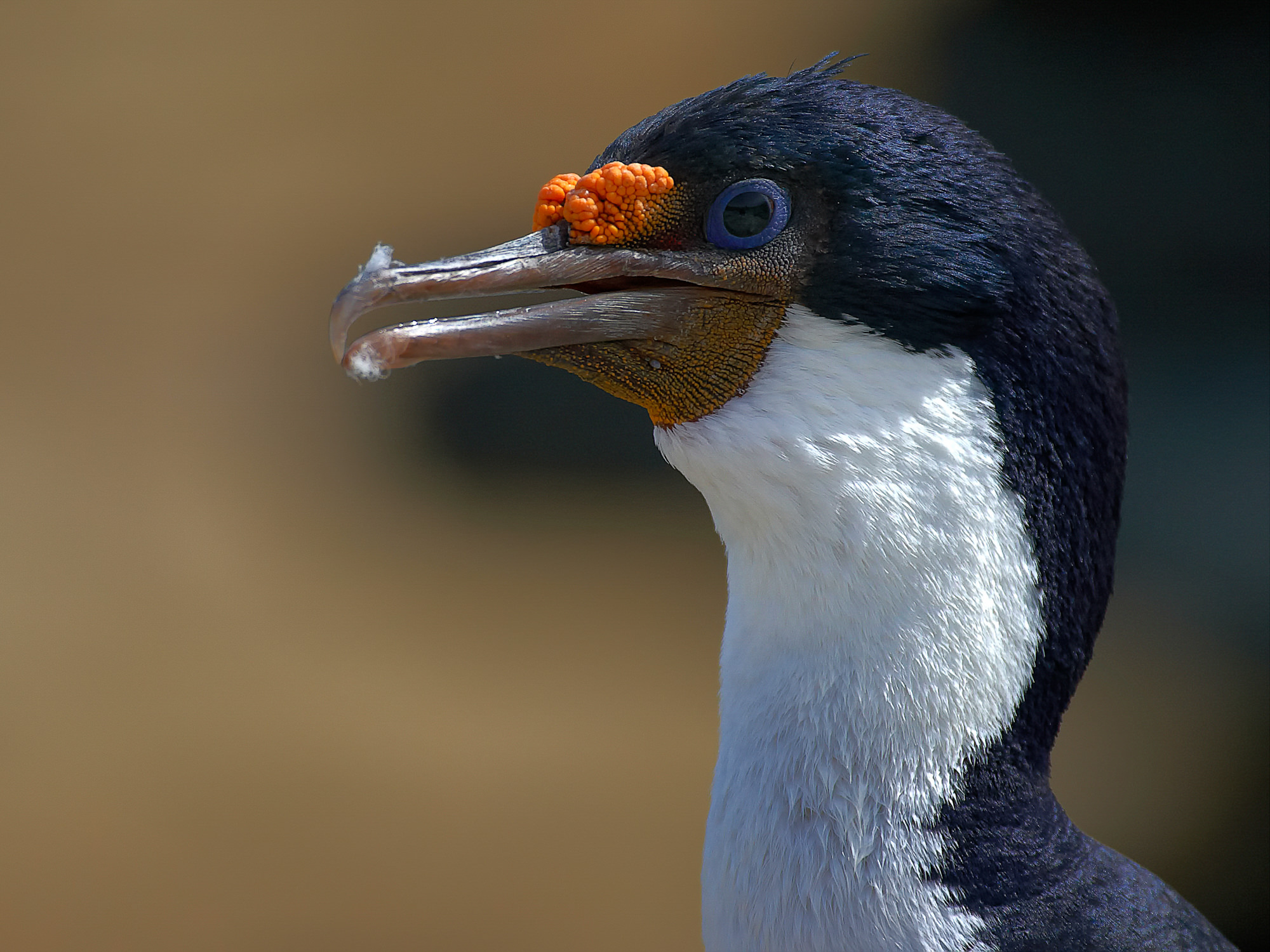 cormorant, Falklands
