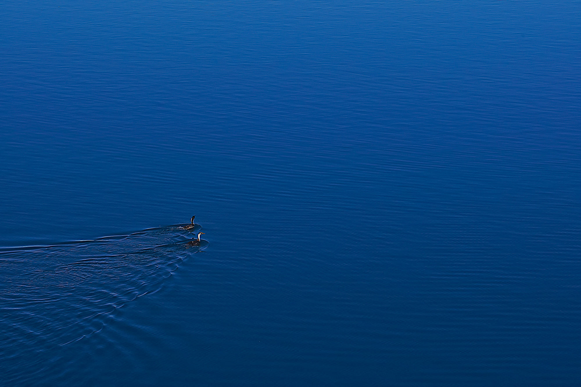 cormorant, Antarctica