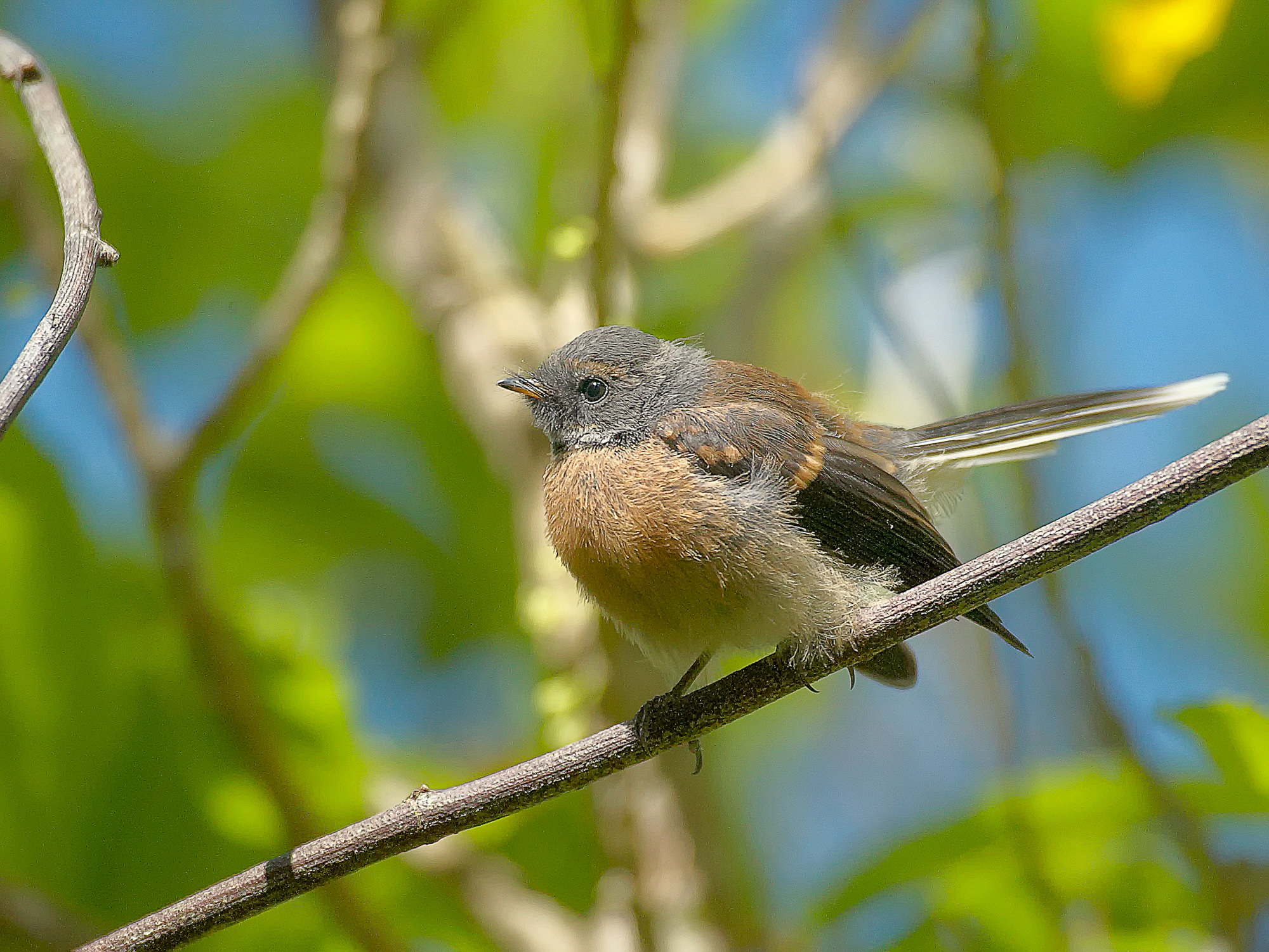 fantail in the Wenderholm regional park, New Zealand
