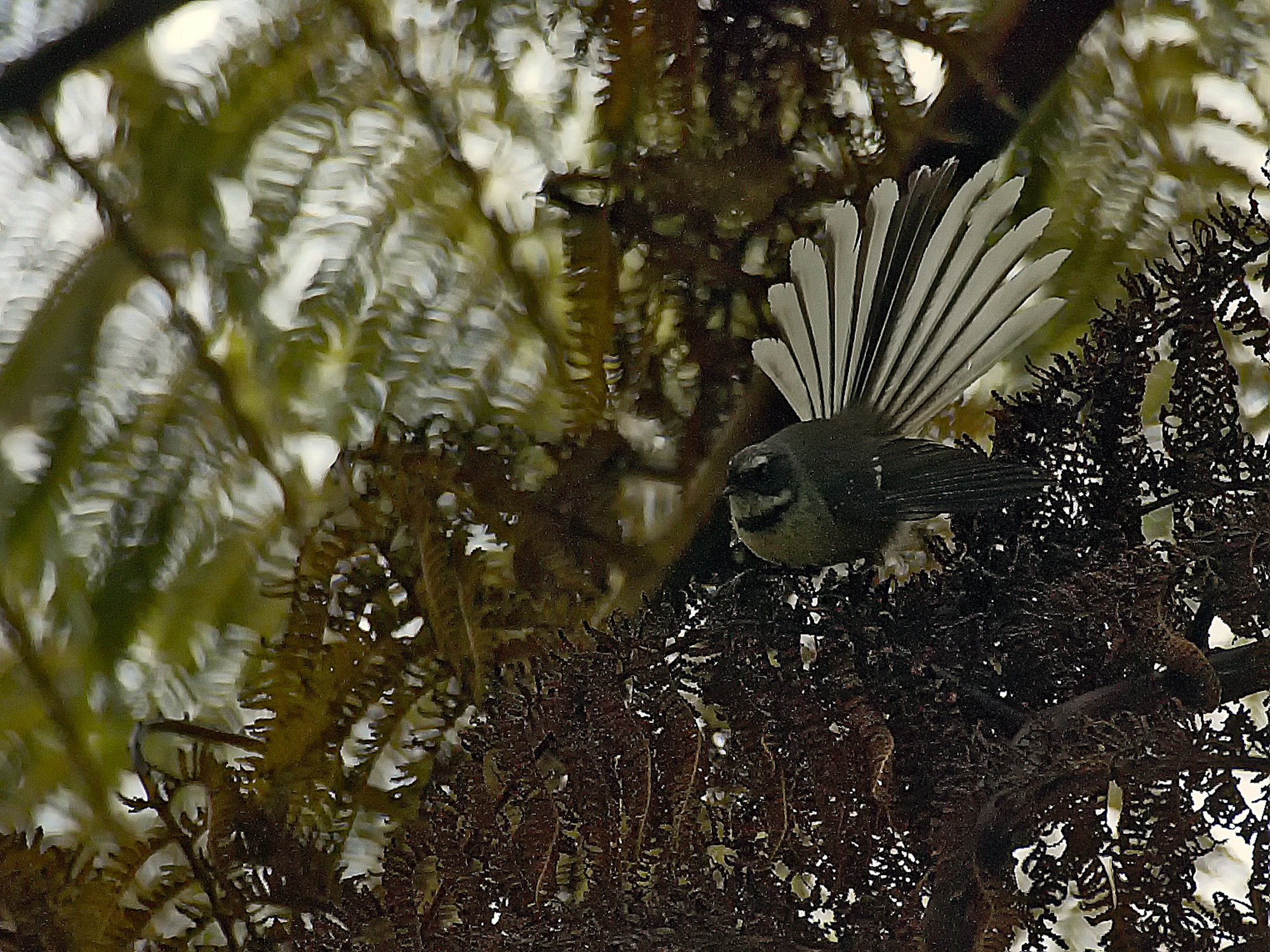 fantail in the Wenderholm regional park, New Zealand