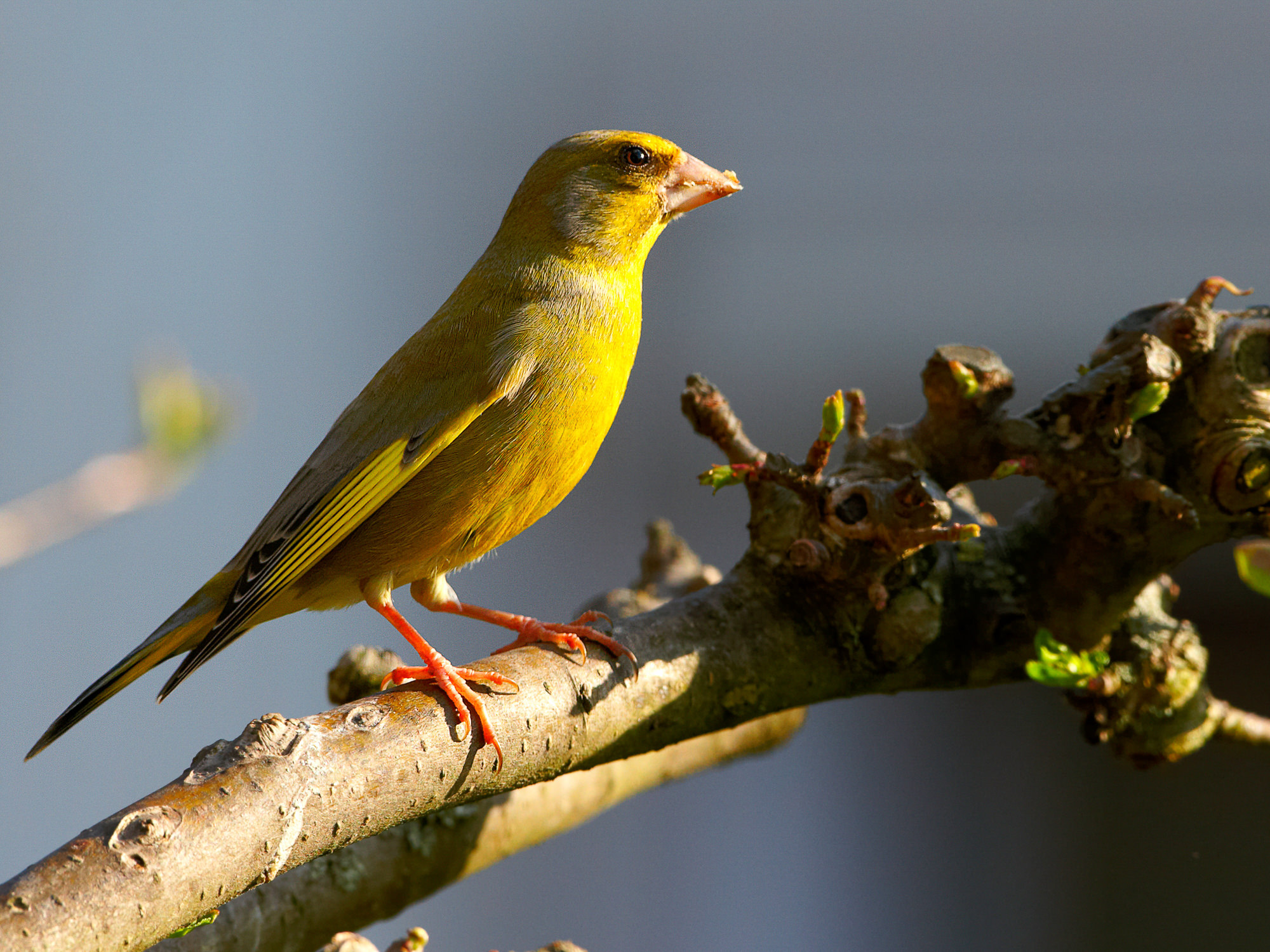 greenfinch
