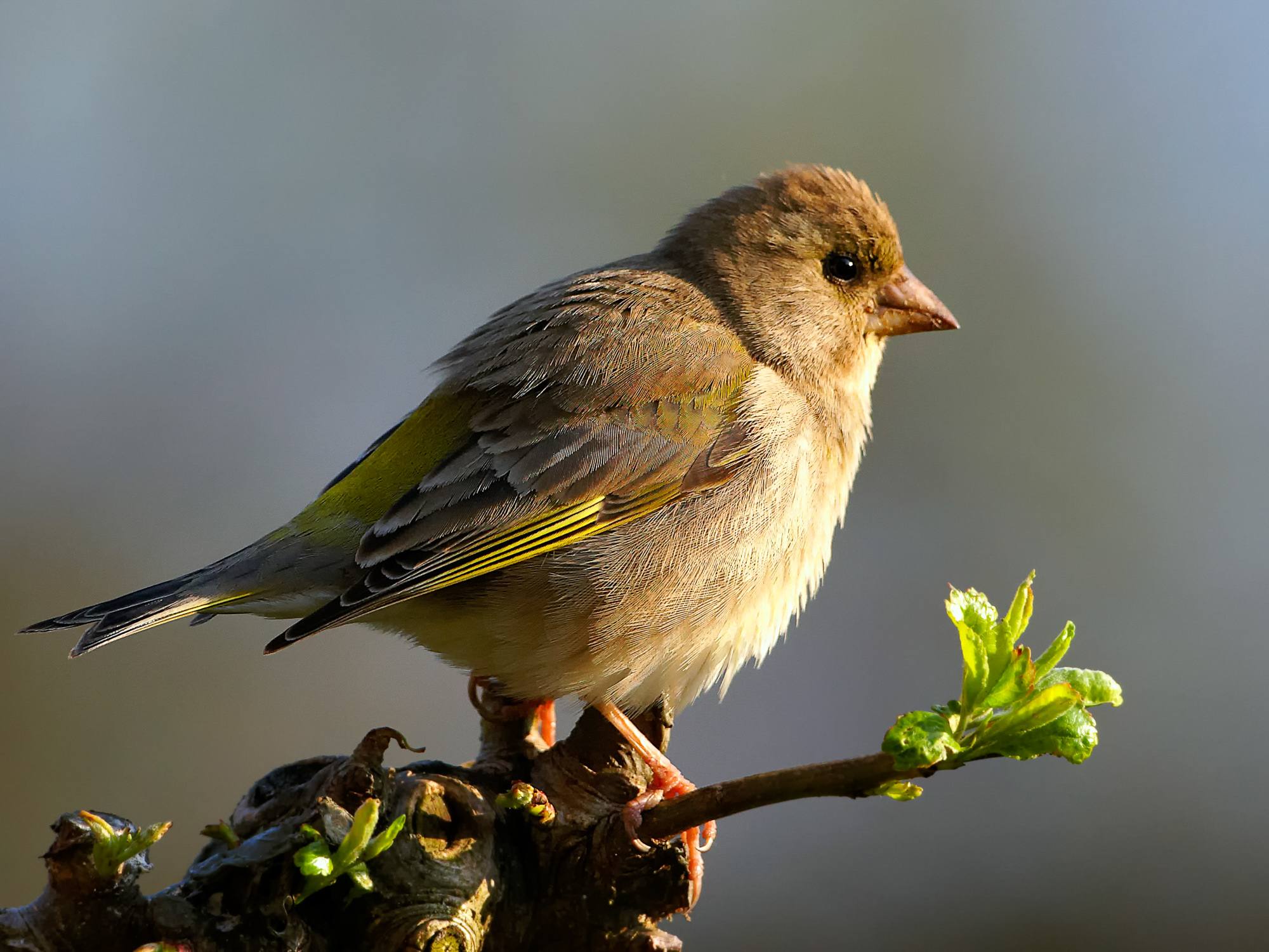greenfinch