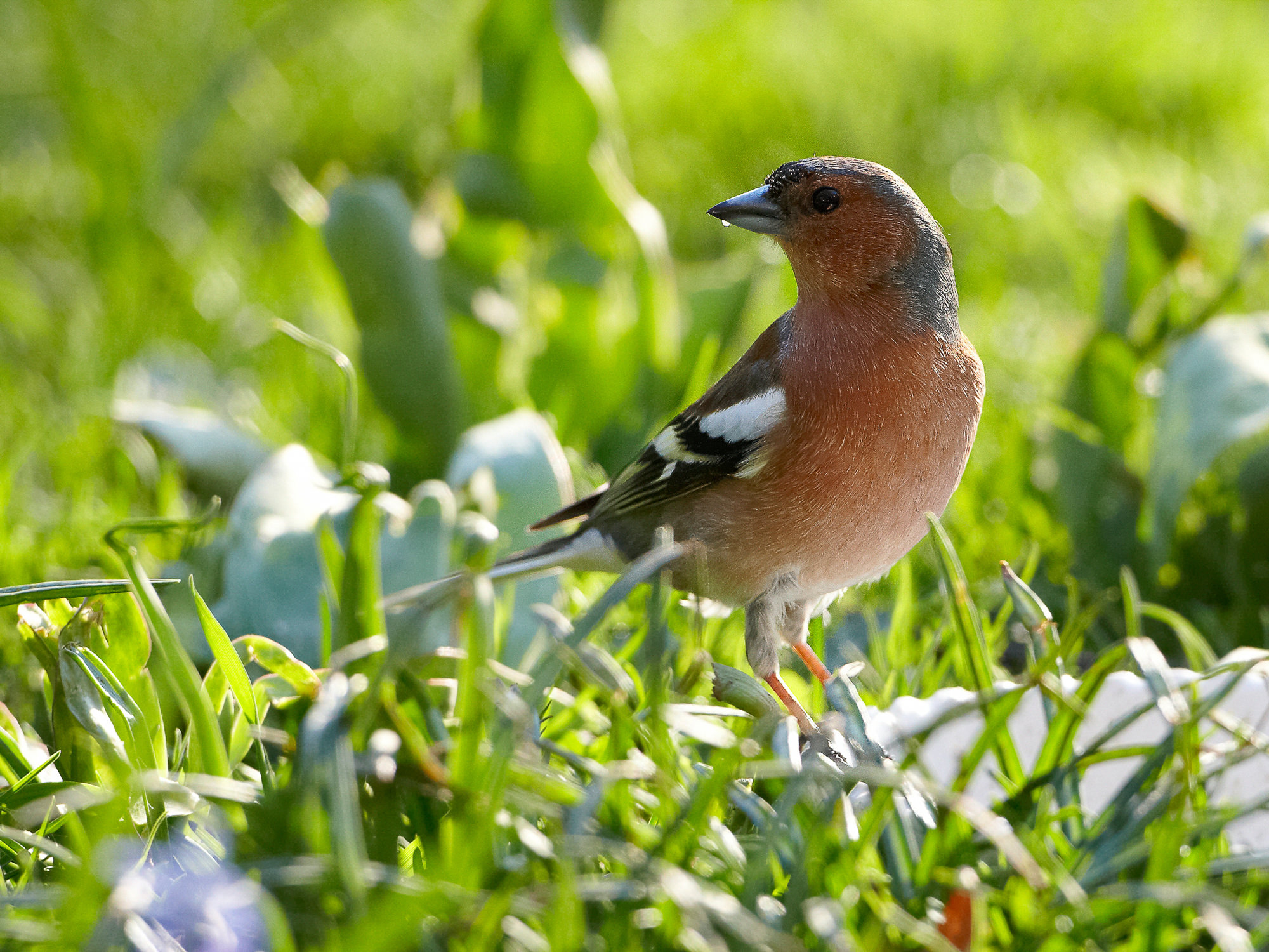 chaffinch