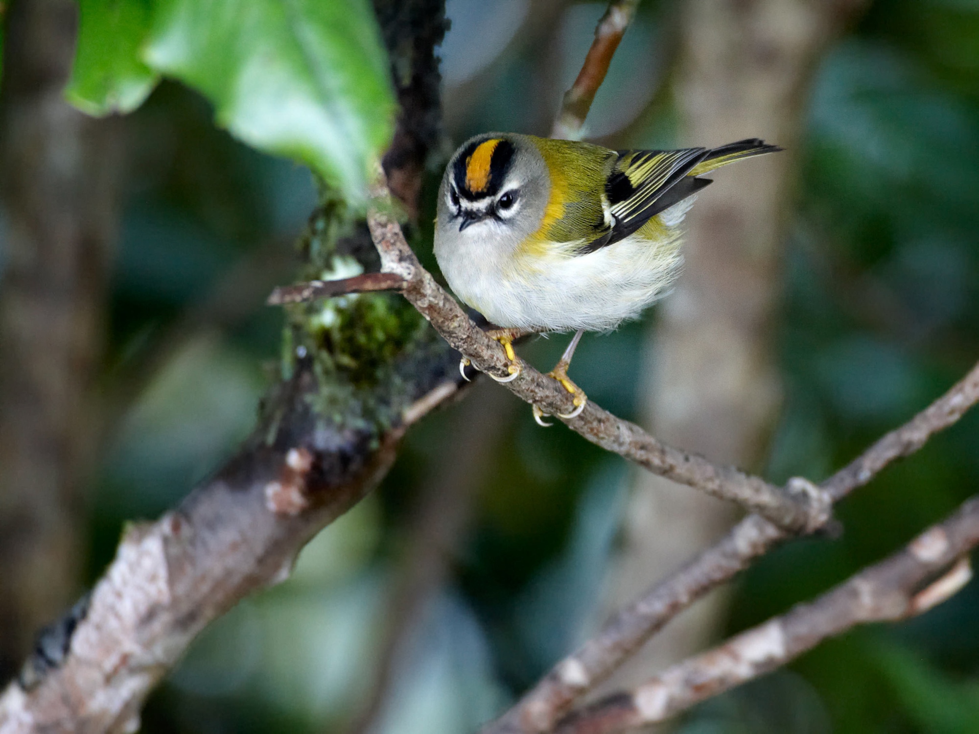 Firecrest
