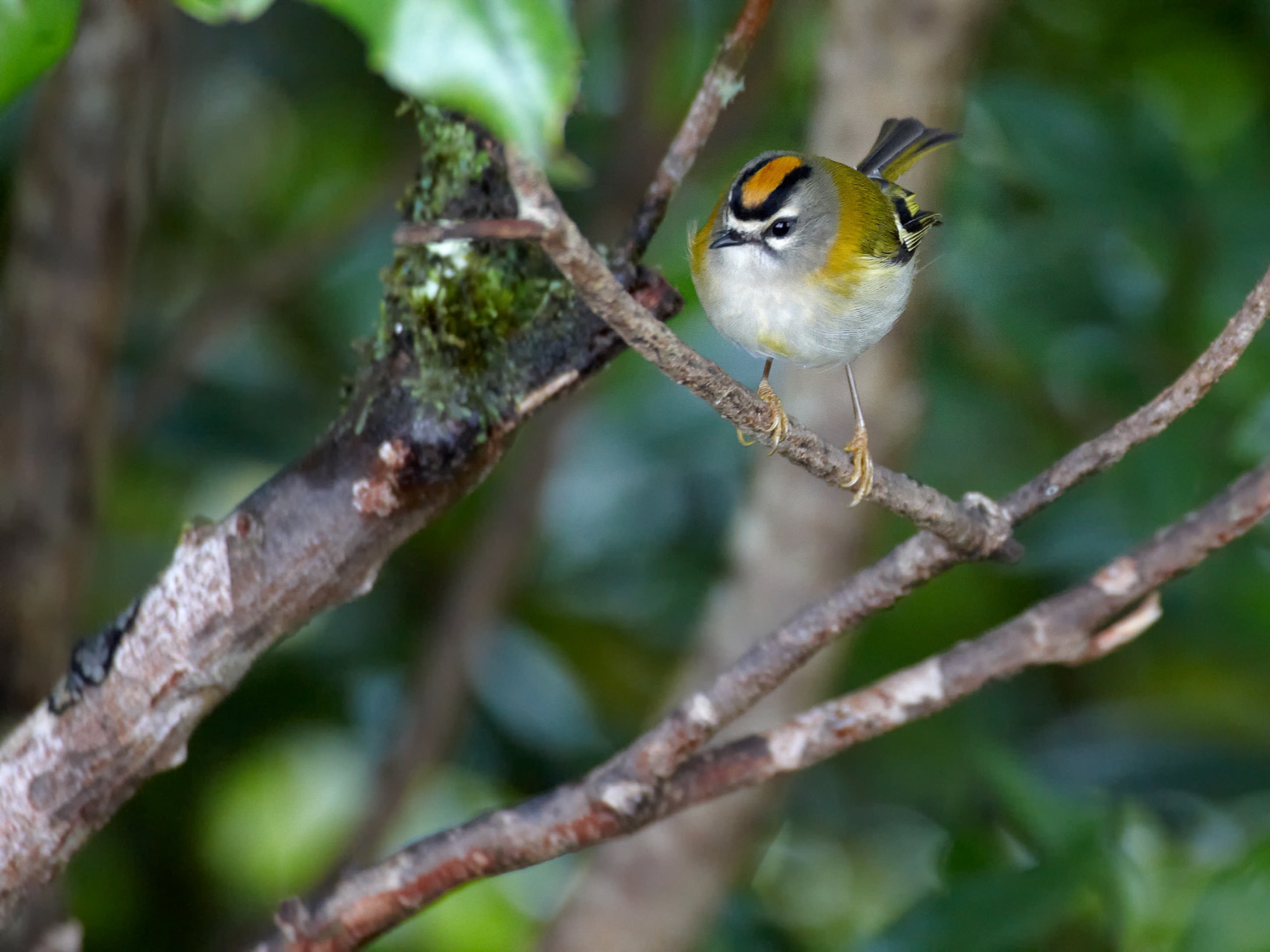firecrest