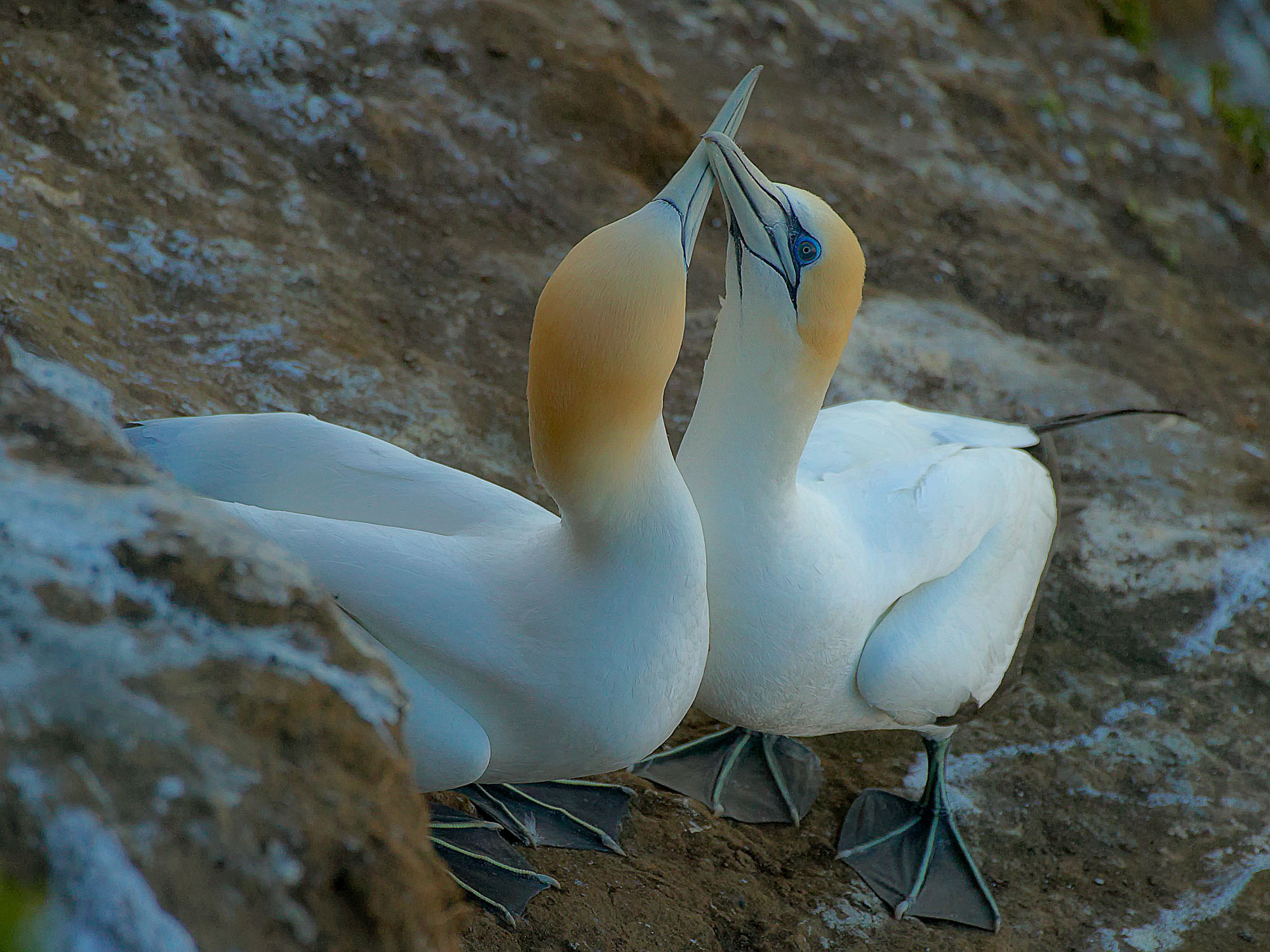 gannets at Muriwai, New Zeala