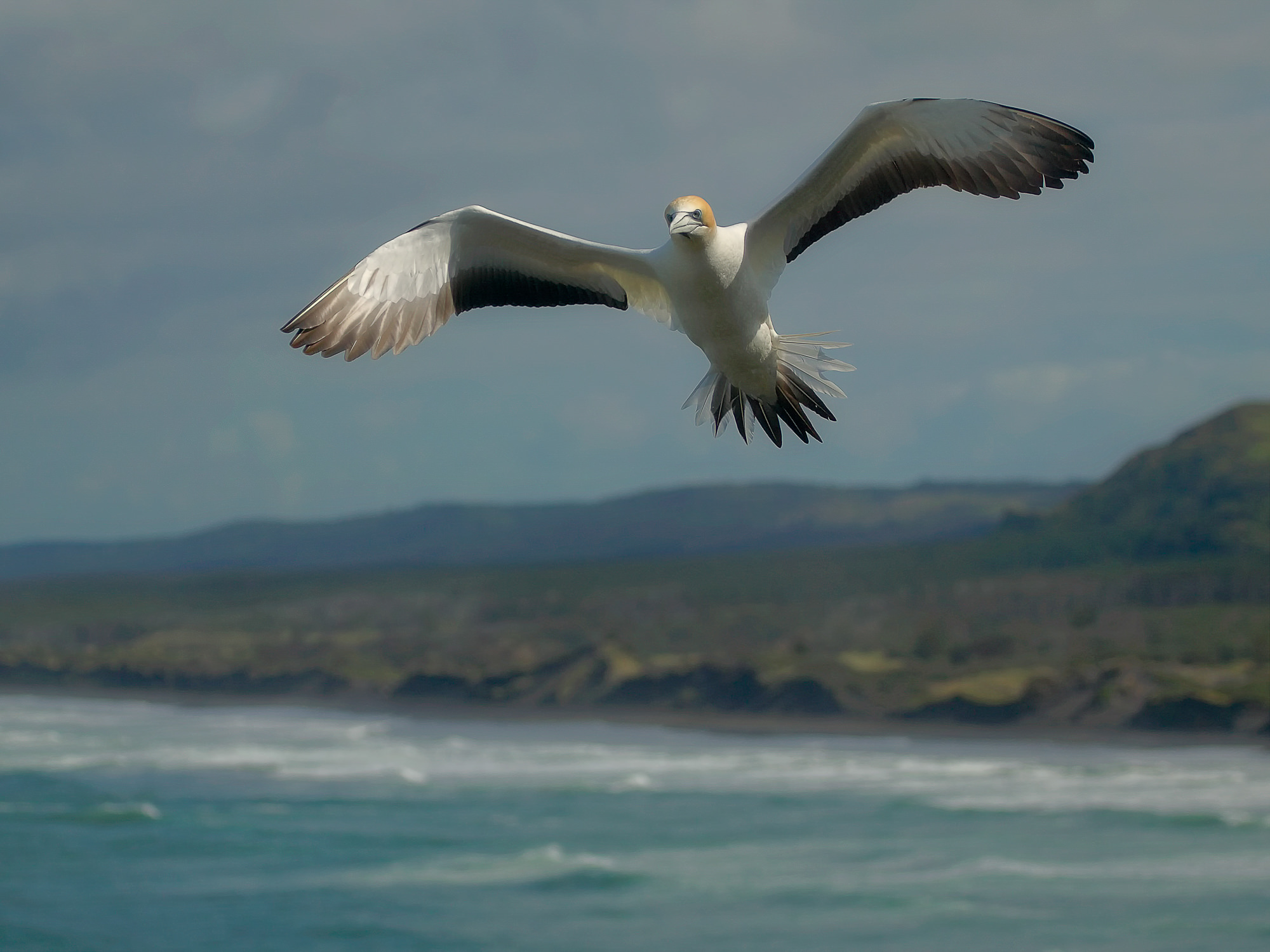 gannet at Muriwai, New Zealand