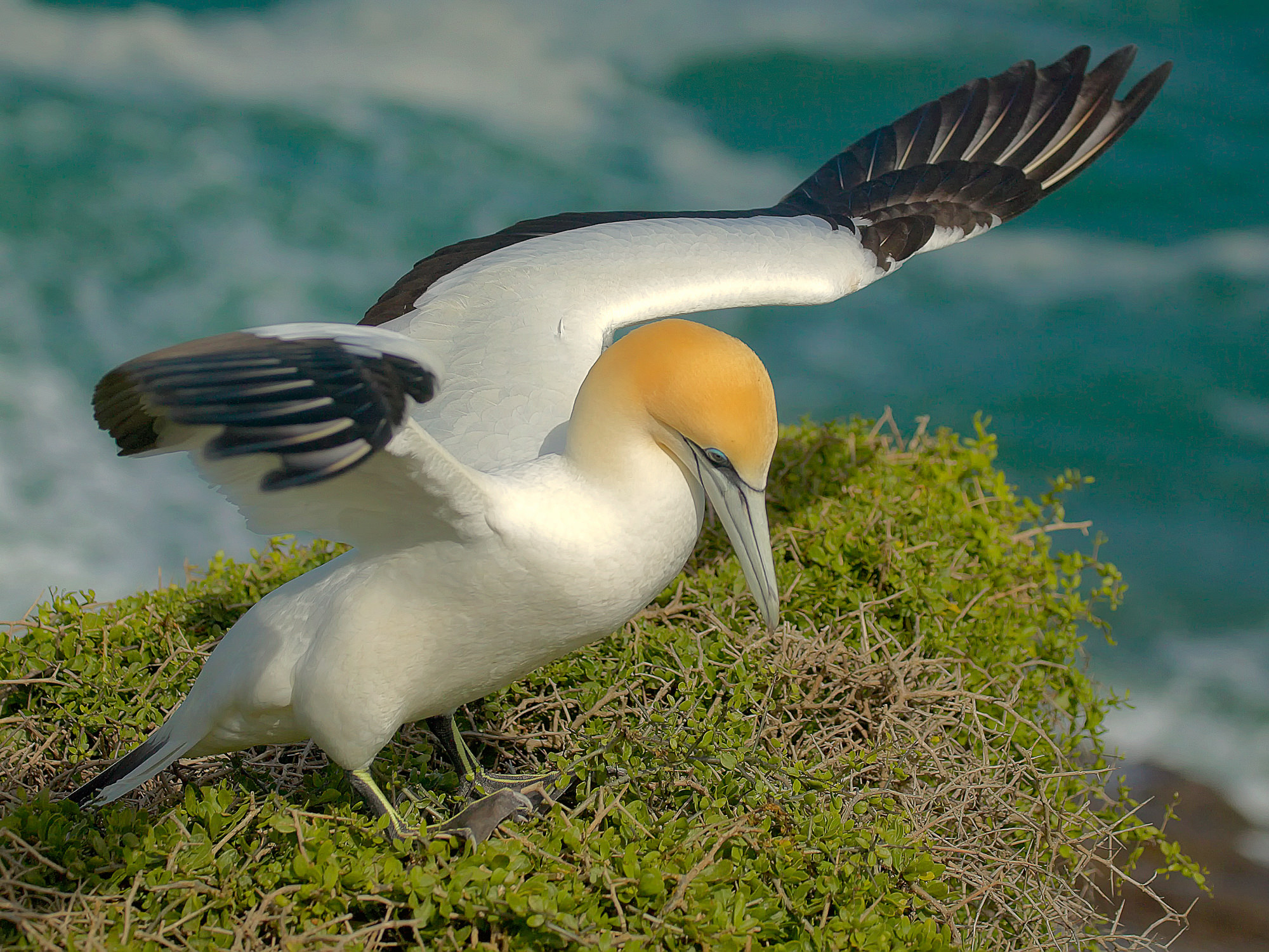 gannet at Muriwai, New Zealand
