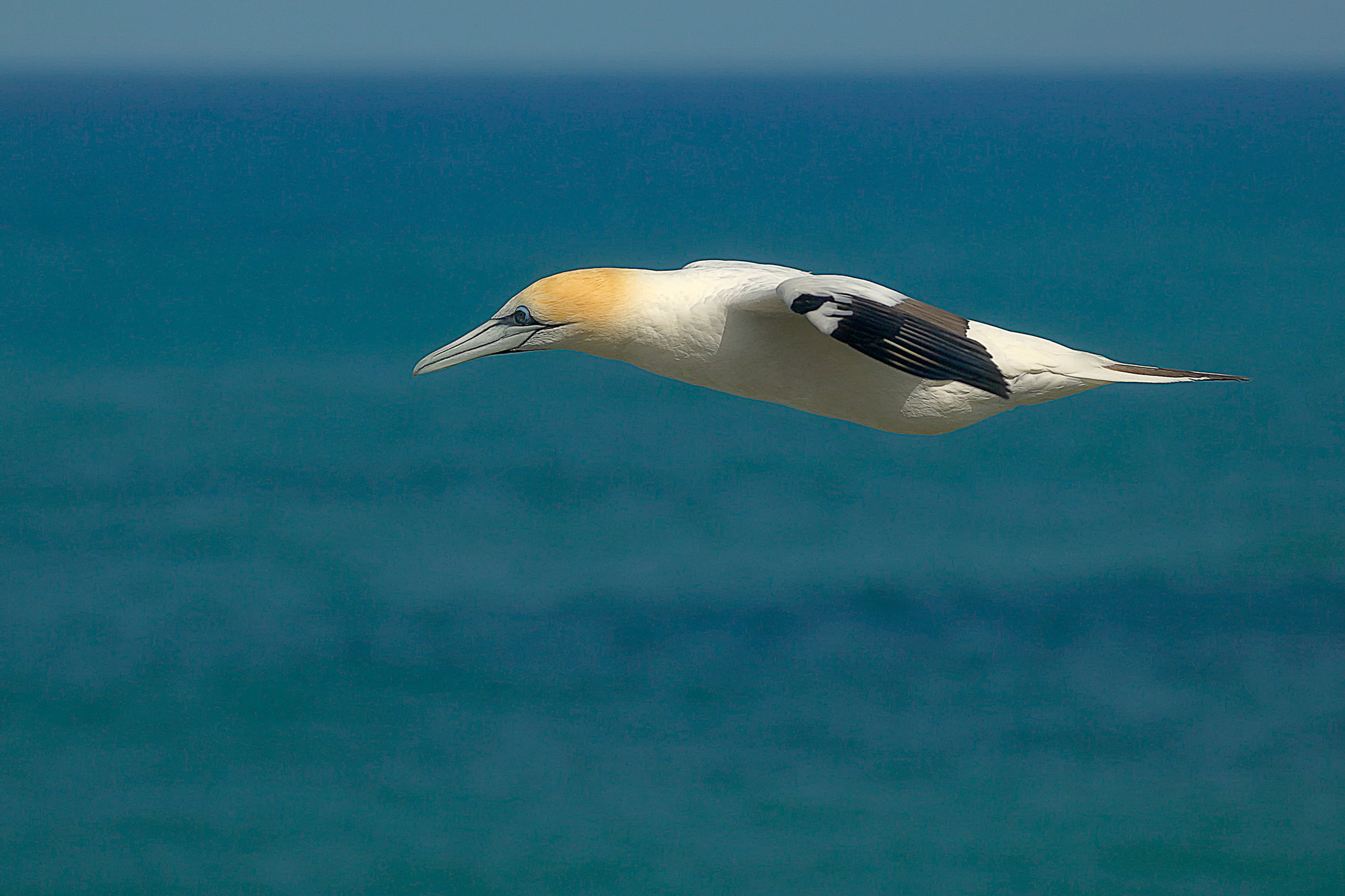 Gannet