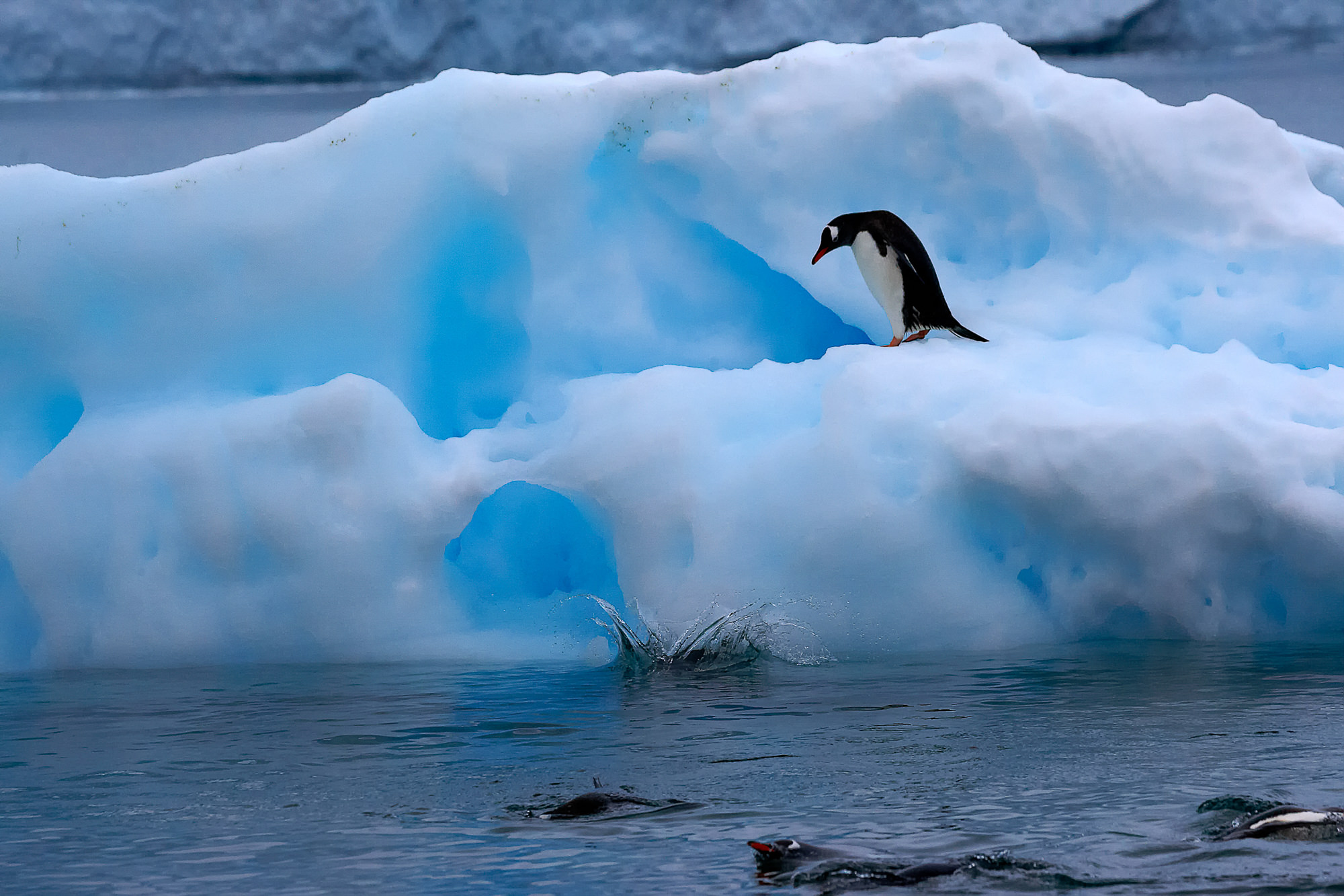 swimming fun with the gentoo penguins